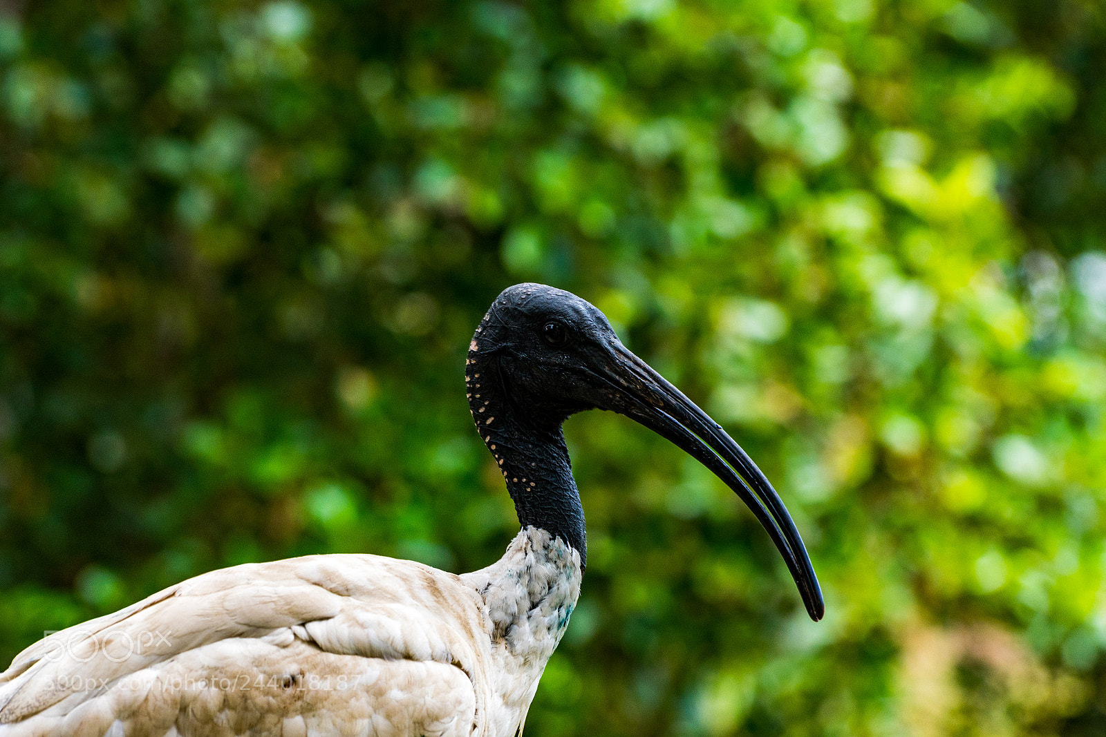 Nikon D500 sample photo. Black beak photography
