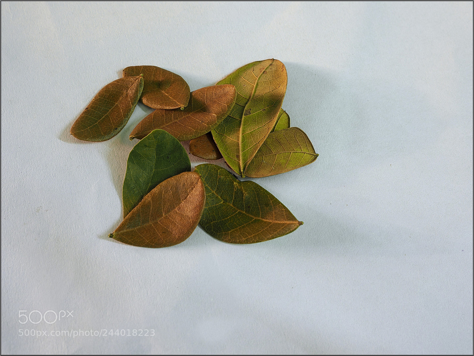 Olympus OM-D E-M5 II sample photo. Leaves photography