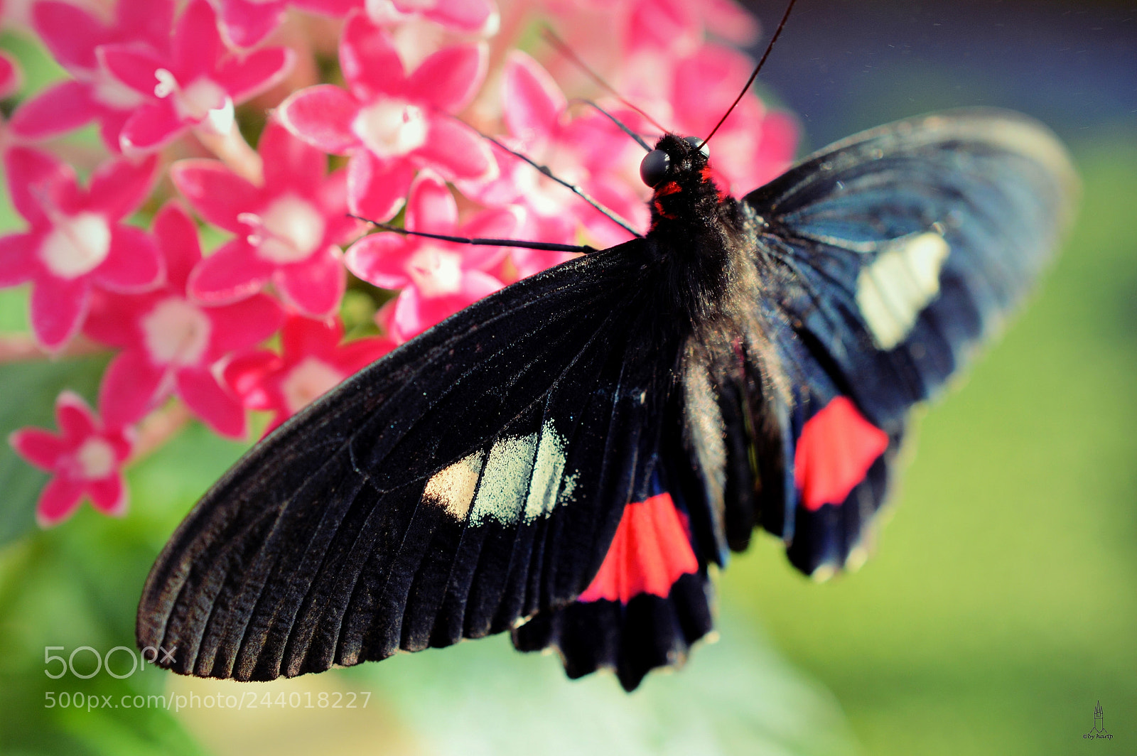 Nikon D3200 sample photo. Hungrig photography