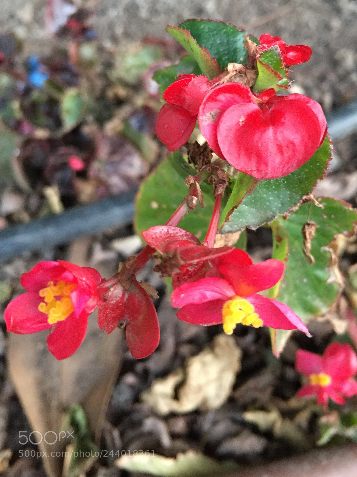 Apple iPhone 6 sample photo. Untitled photography