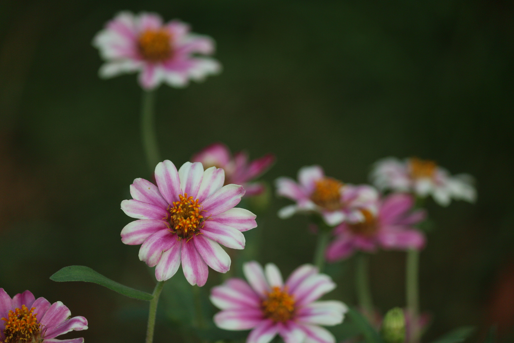 Canon EF-S 55-250mm F4-5.6 IS II sample photo. Stand tall and smile bright photography