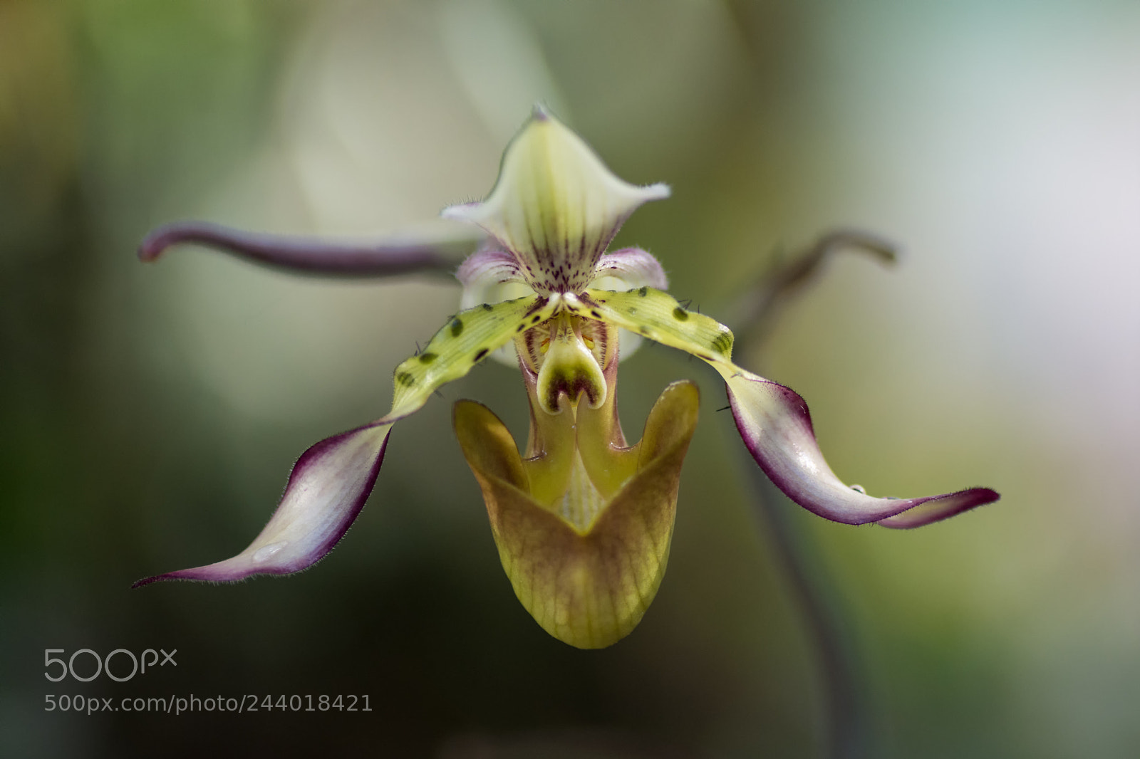 Nikon D7200 sample photo. Orchid photography