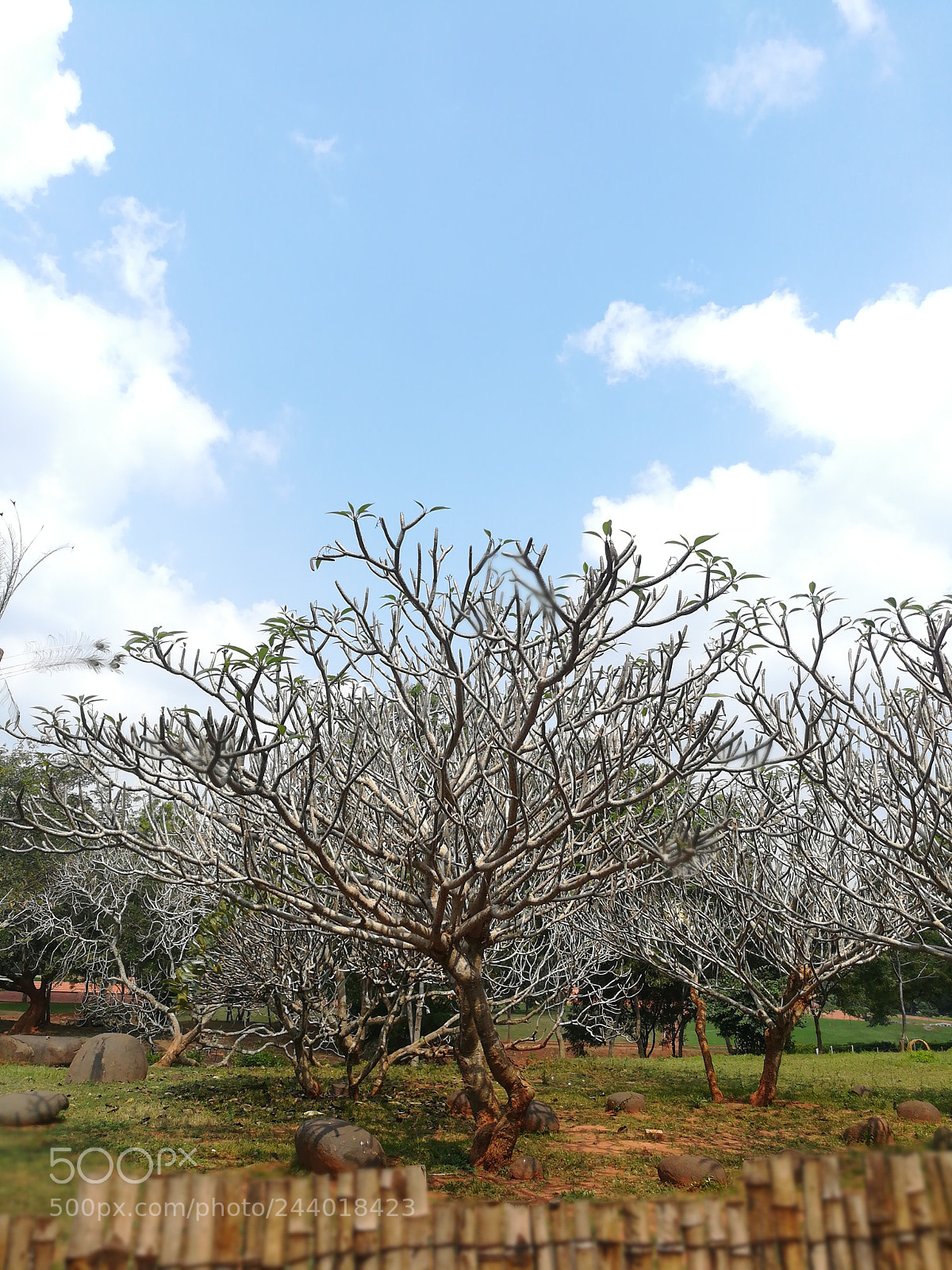 HUAWEI honor 6x sample photo. Tree photography