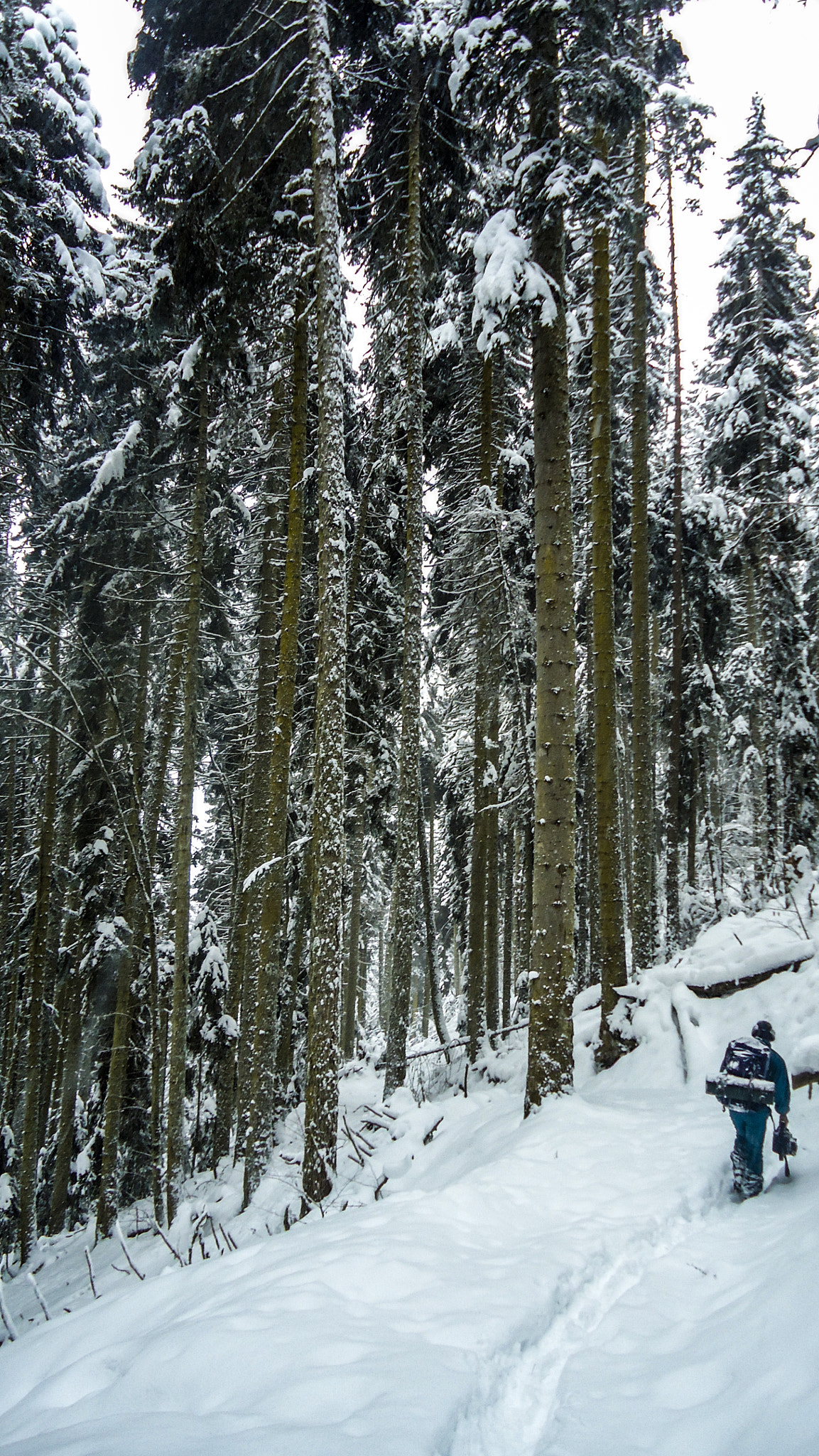 Sony Cyber-shot DSC-W320 sample photo. Borjomi-kharagauli national park #4 photography