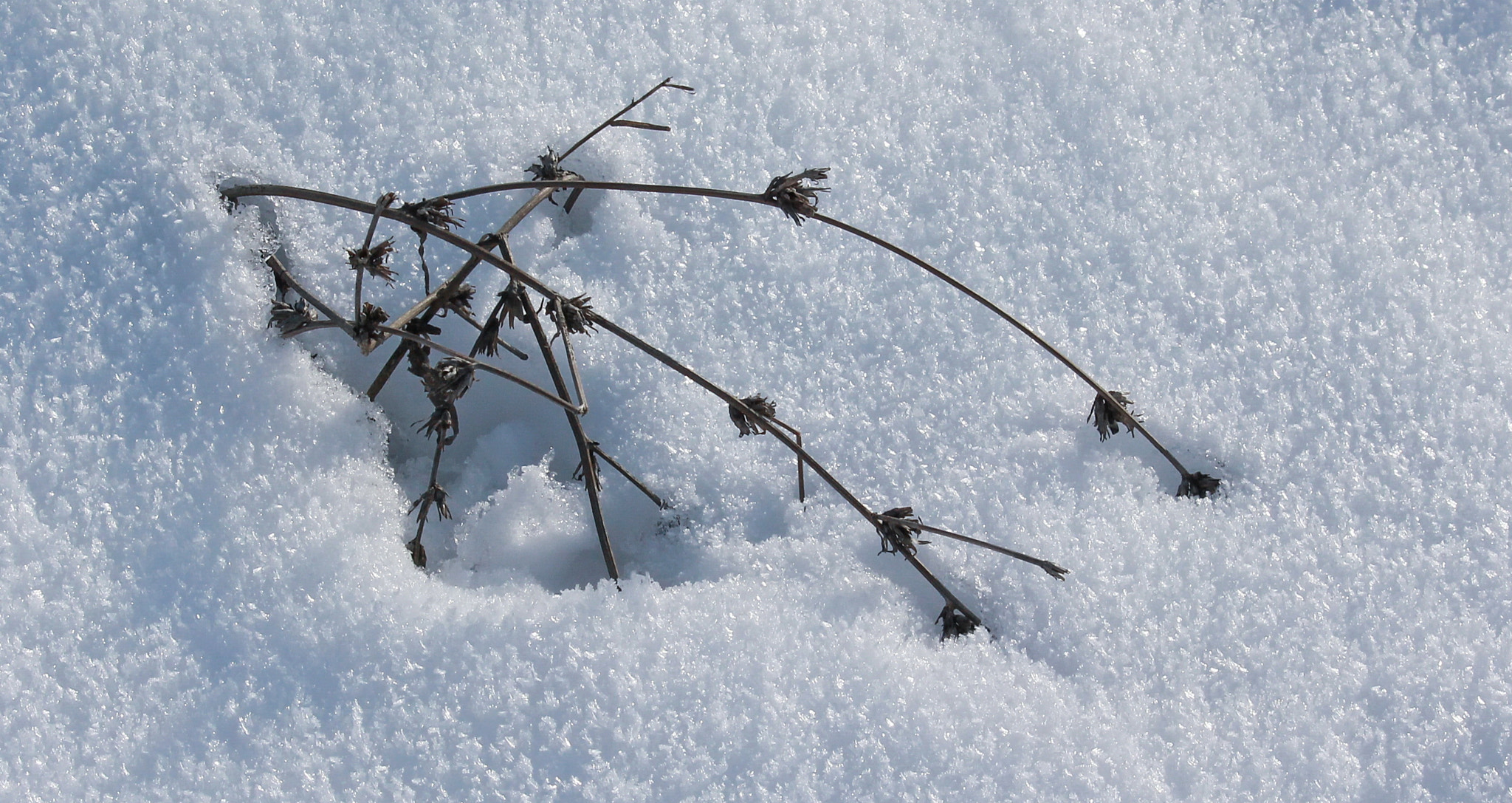 Canon EF-S 55-250mm F4-5.6 IS II sample photo. Winter minimal photography