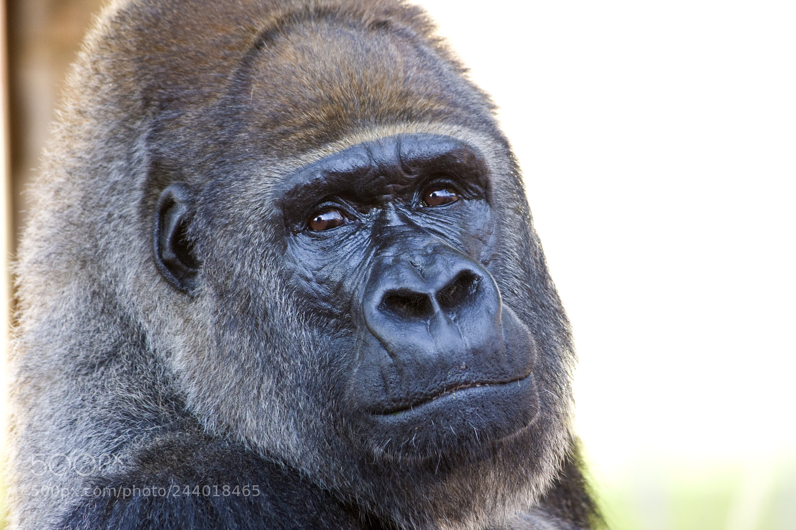 Canon EOS 40D sample photo. Gorilla photography