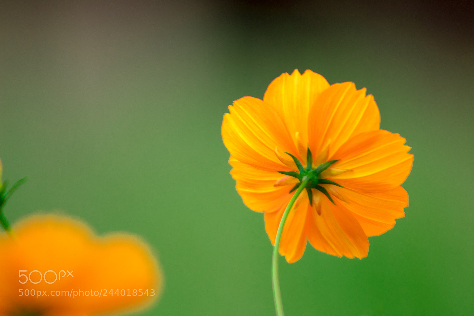 Canon EOS 1300D (EOS Rebel T6 / EOS Kiss X80) sample photo. Olhar 2 - flores photography