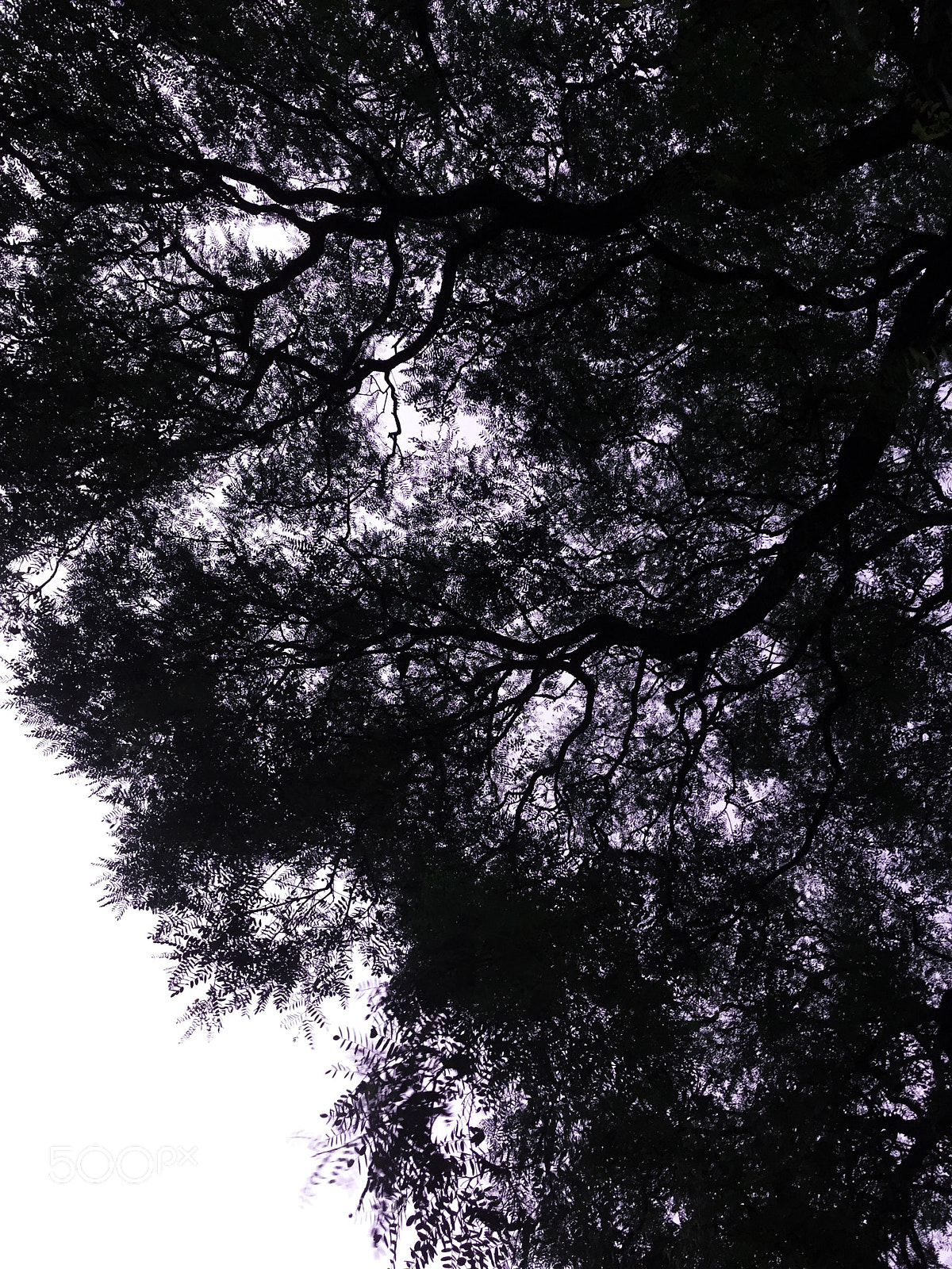 Apple iPhone 6 sample photo. Untitled photography