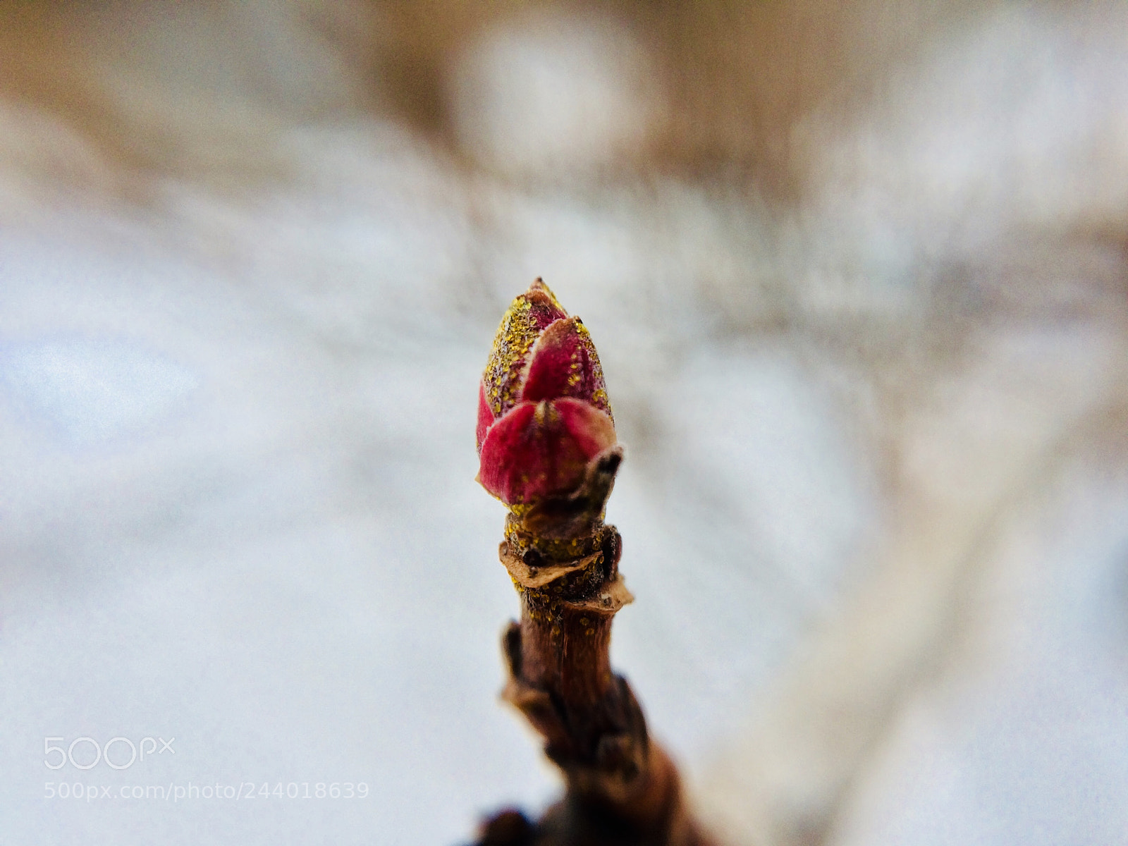 Apple iPhone 5s sample photo. Untitled photography