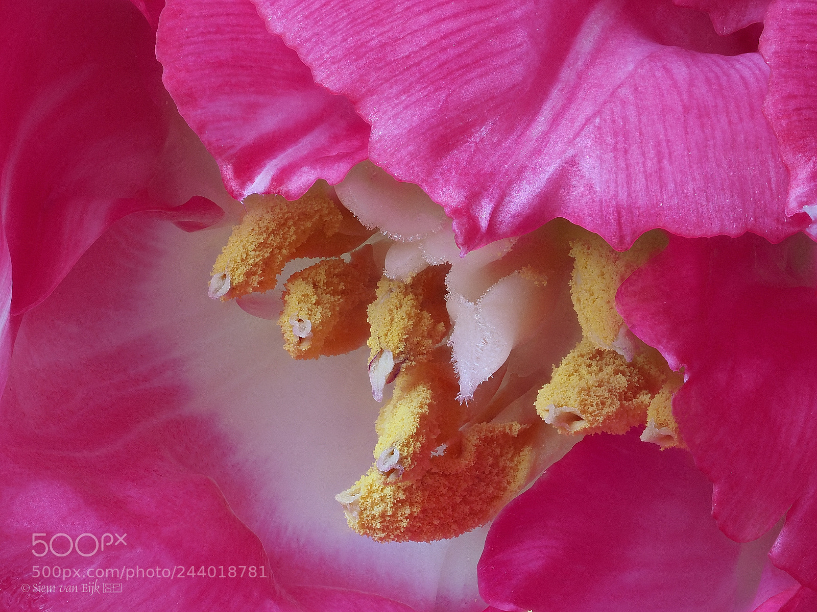 Olympus OM-D E-M1 Mark II sample photo. Red tulip photography