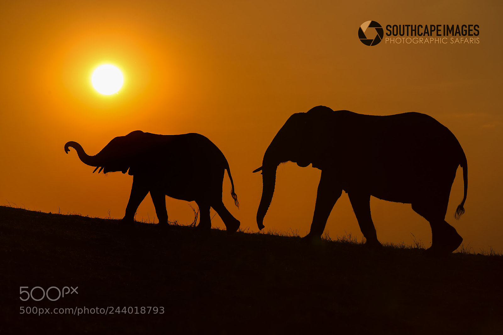Canon EOS-1D X sample photo. Chobe silhouettes photography
