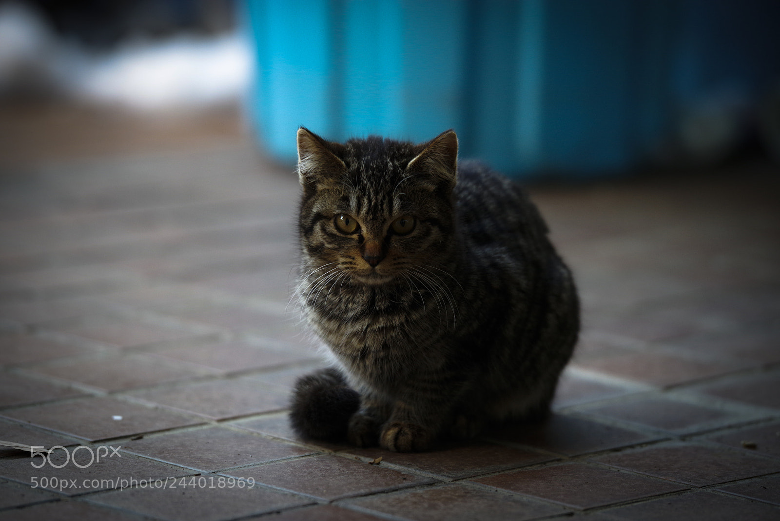 Pentax K-1 sample photo. Wild neko photography