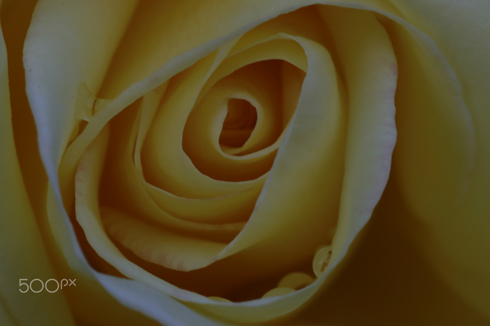 Sigma 105mm F2.8 EX DG OS HSM sample photo. Yellow rose photography