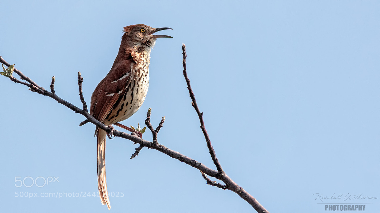 Canon EOS 60D sample photo. Brown thrasher photography