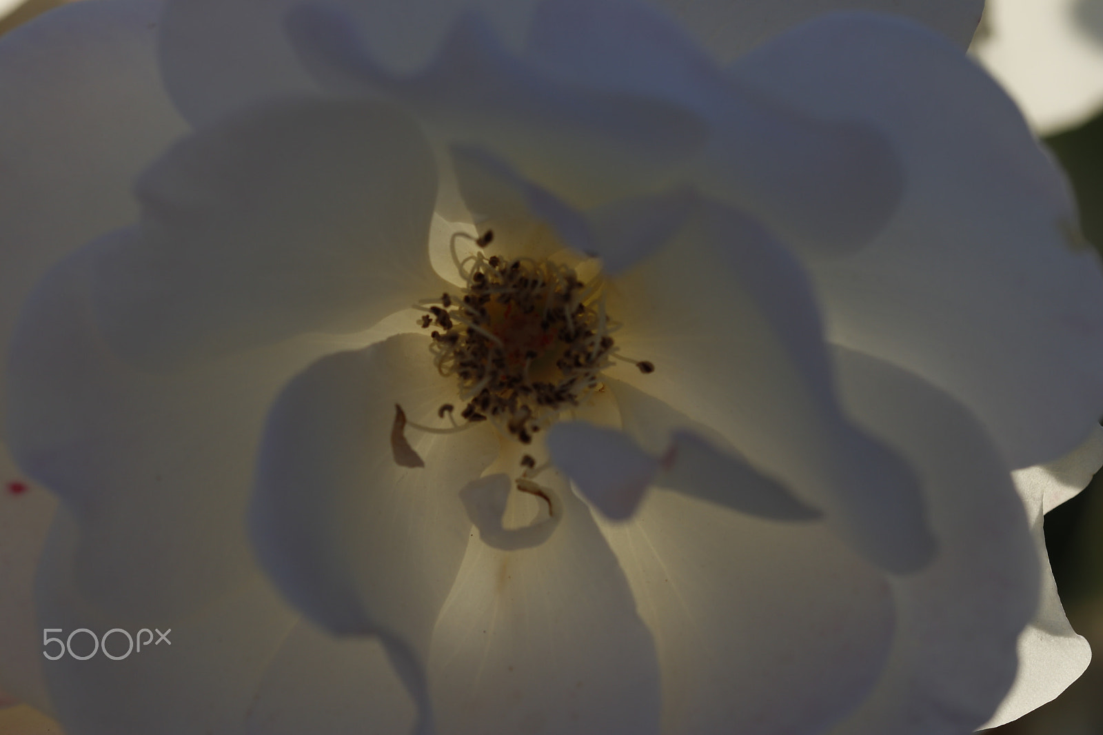 Sigma 105mm F2.8 EX DG OS HSM sample photo. Delicate white rose photography