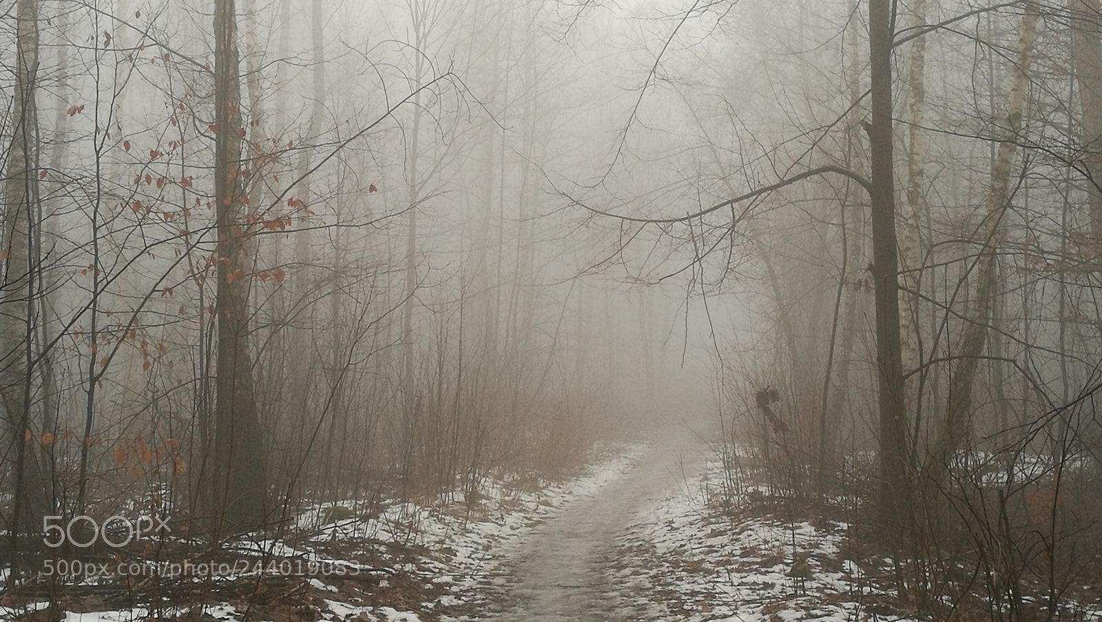 HUAWEI P9 sample photo. Foggy day photography