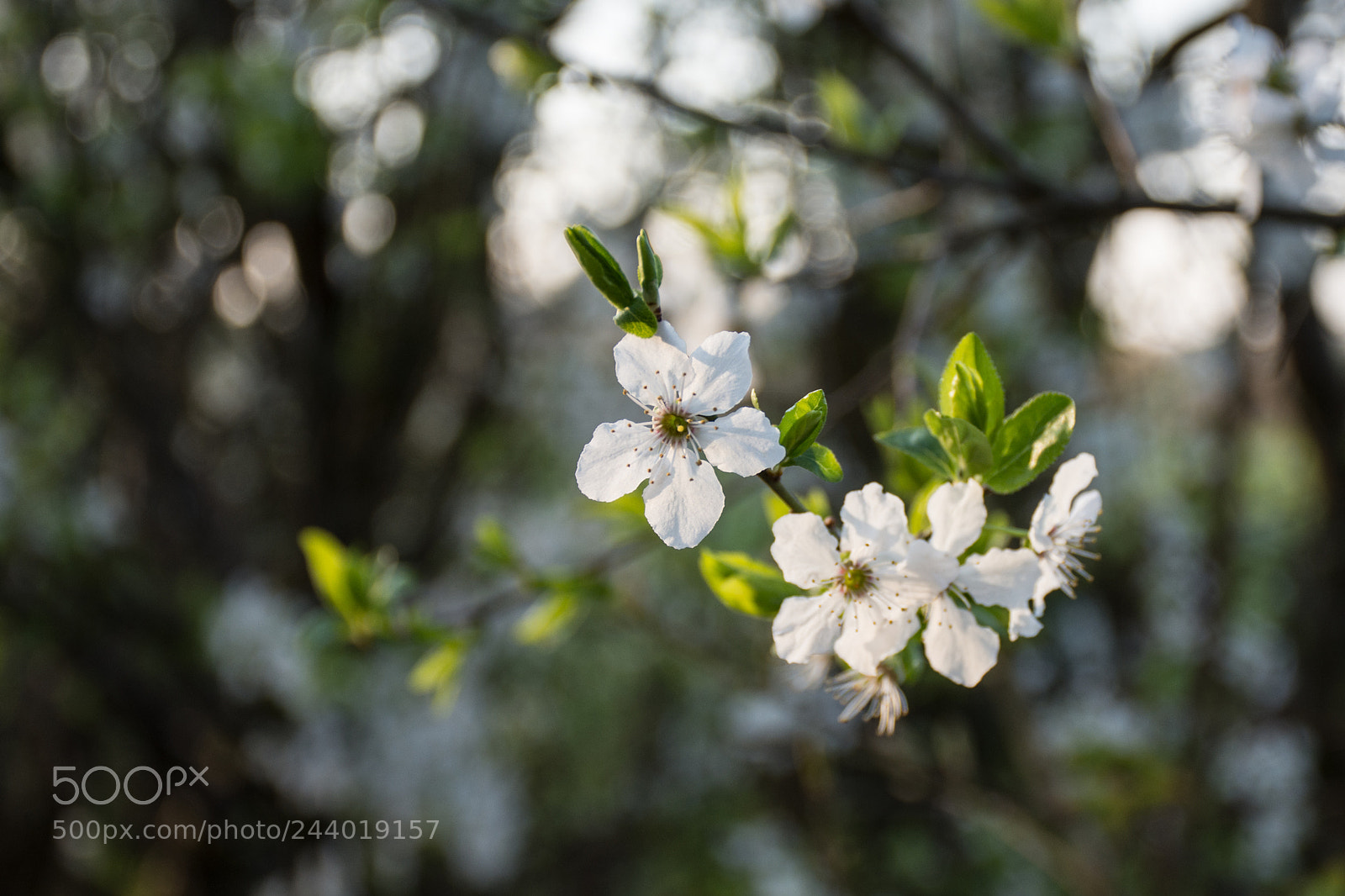 Nikon D7200 sample photo. Fruit tree photography