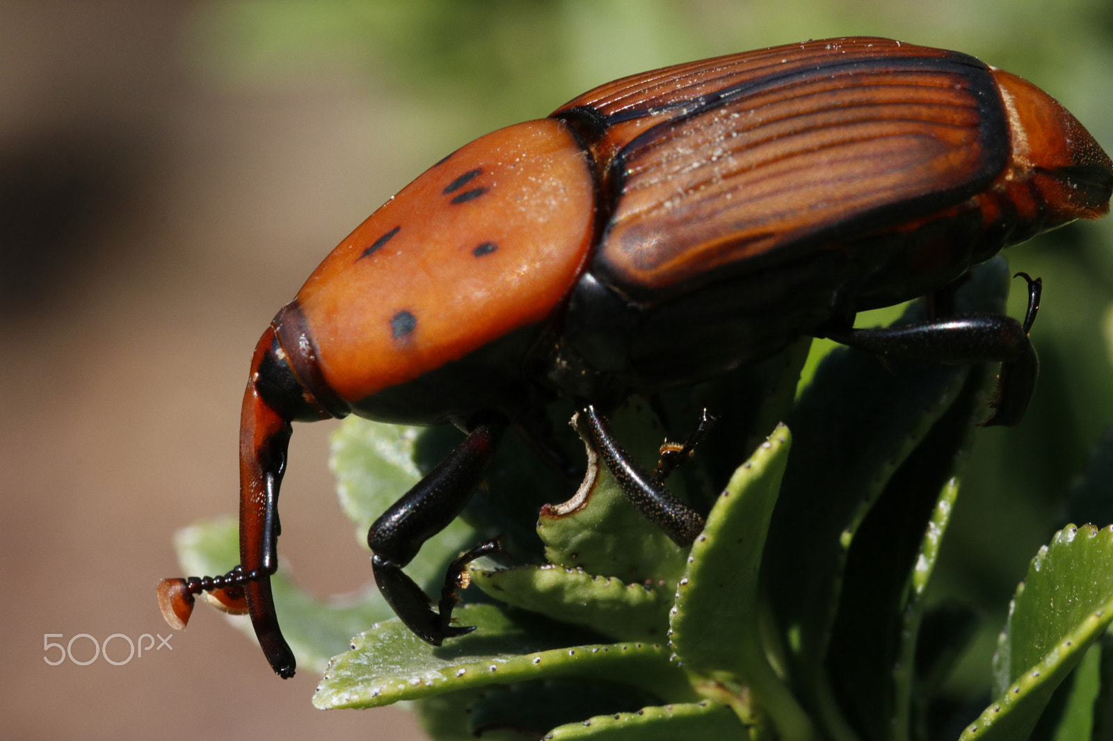 Sigma 105mm F2.8 EX DG OS HSM sample photo. Rhynchophorus ferrugineus, the palm trees enemy photography