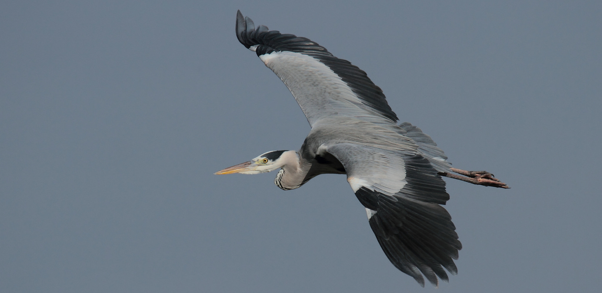Tamron SP 150-600mm F5-6.3 Di VC USD sample photo. Ardea cinerea... photography