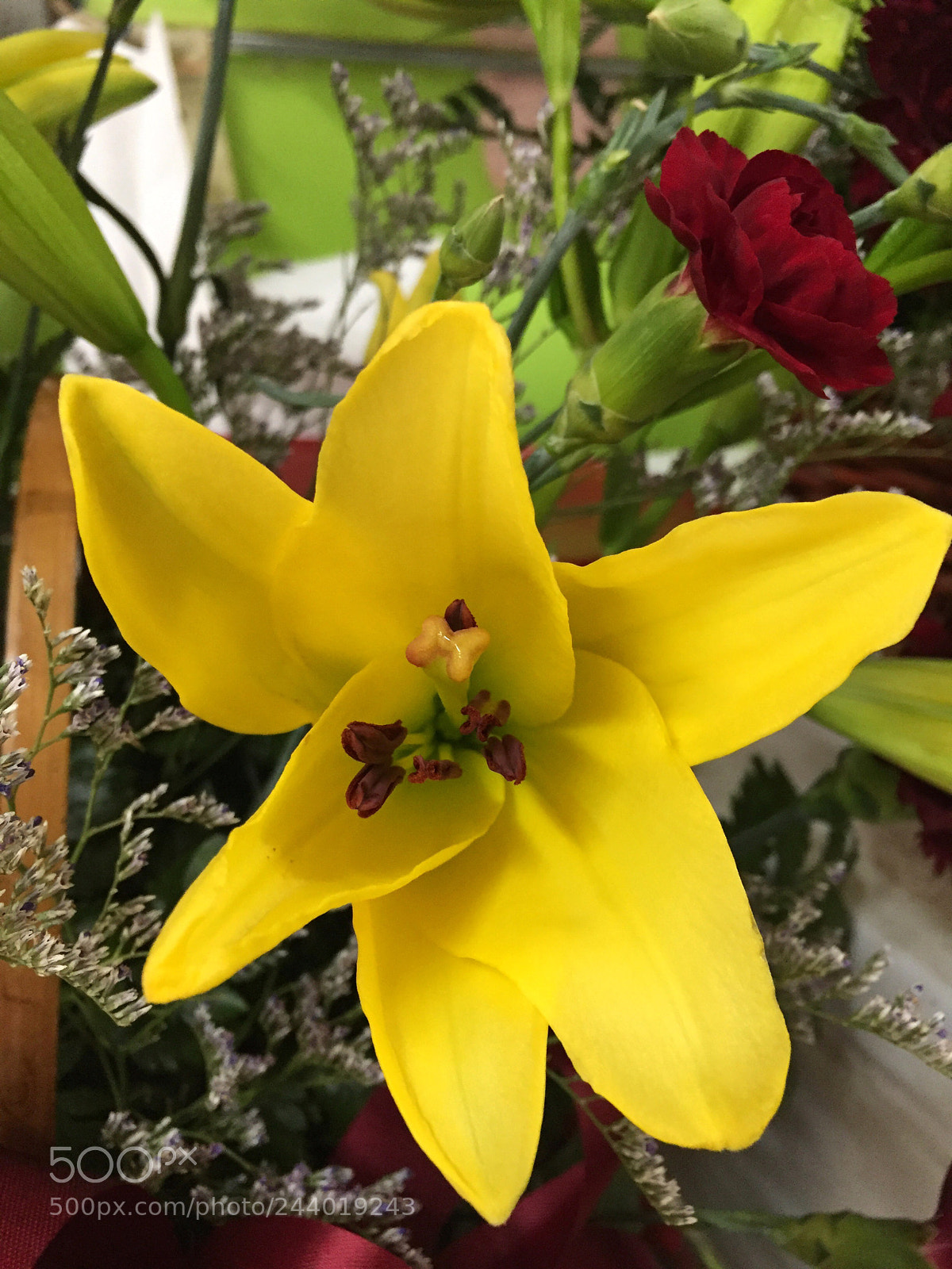 Apple iPhone 6 Plus sample photo. Today’s flower ? photography