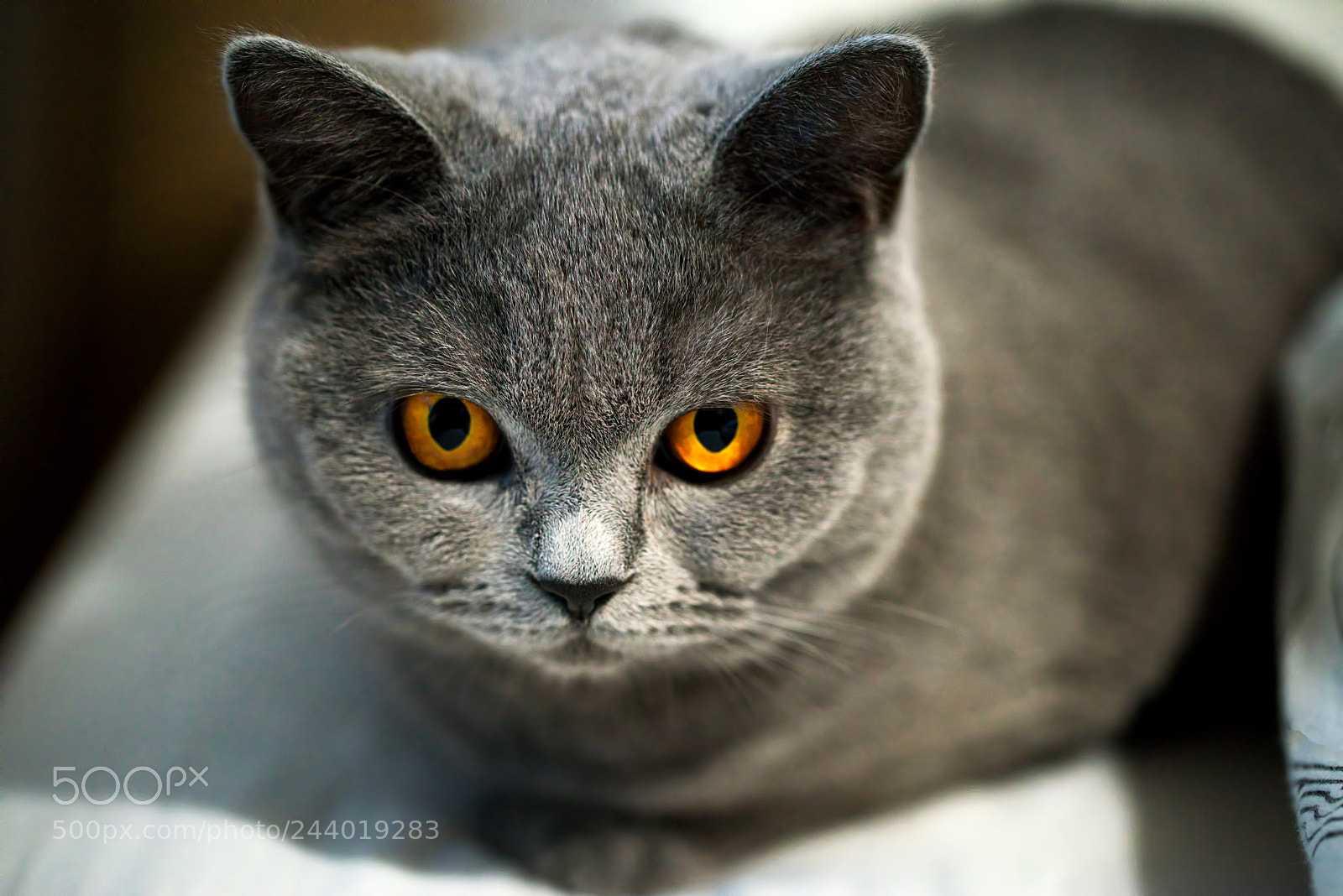 Sony a7R sample photo. Lilly photography