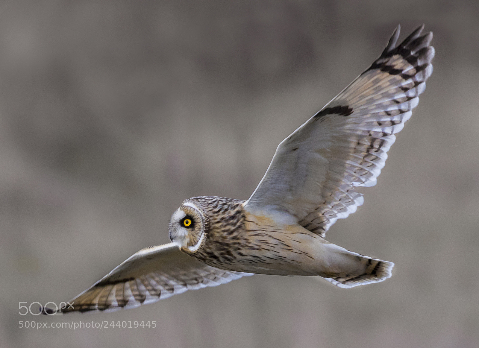 Canon EOS 7D Mark II sample photo. Fly, fly photography