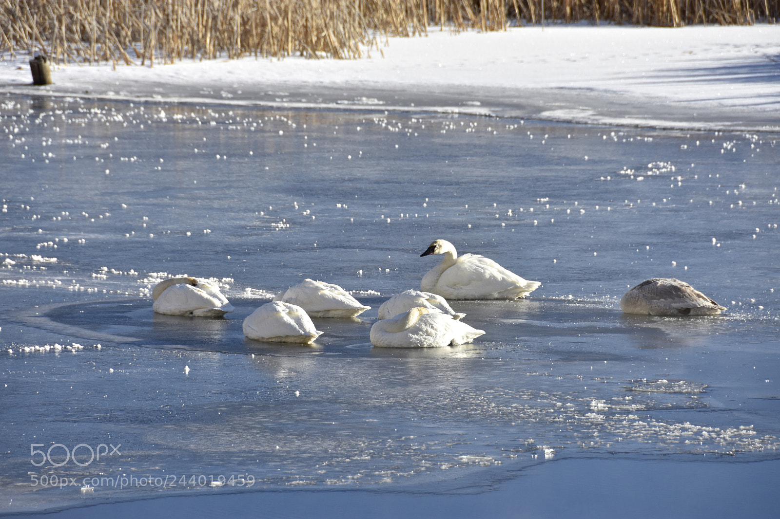 Nikon D7200 sample photo. Swans' winter nap photography
