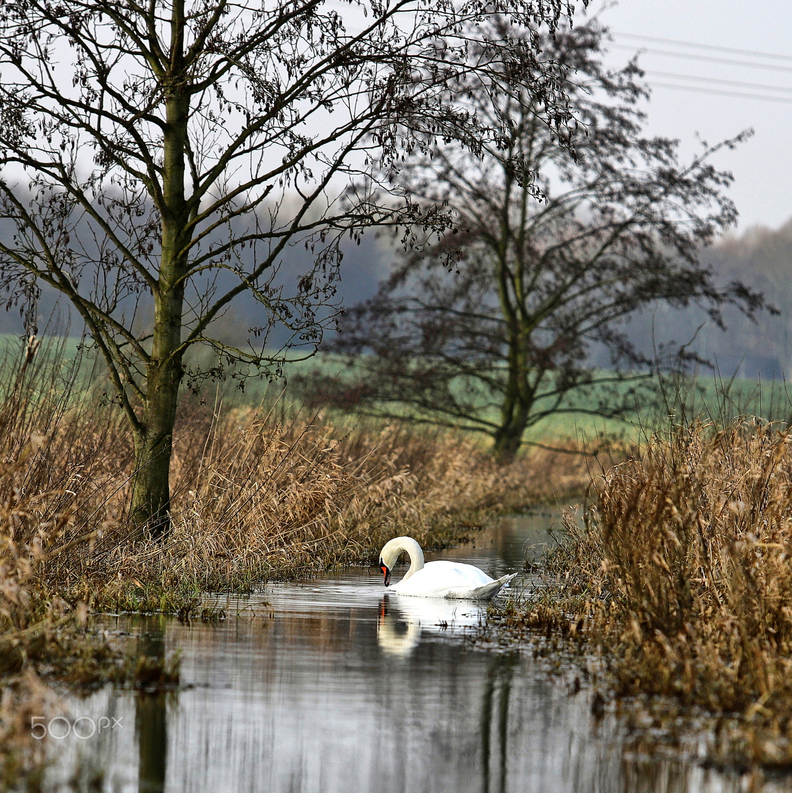 Canon EF 70-200mm F2.8L USM sample photo. Swan photography