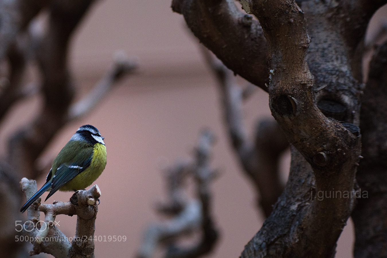 Pentax K-1 sample photo. Mallerenga photography