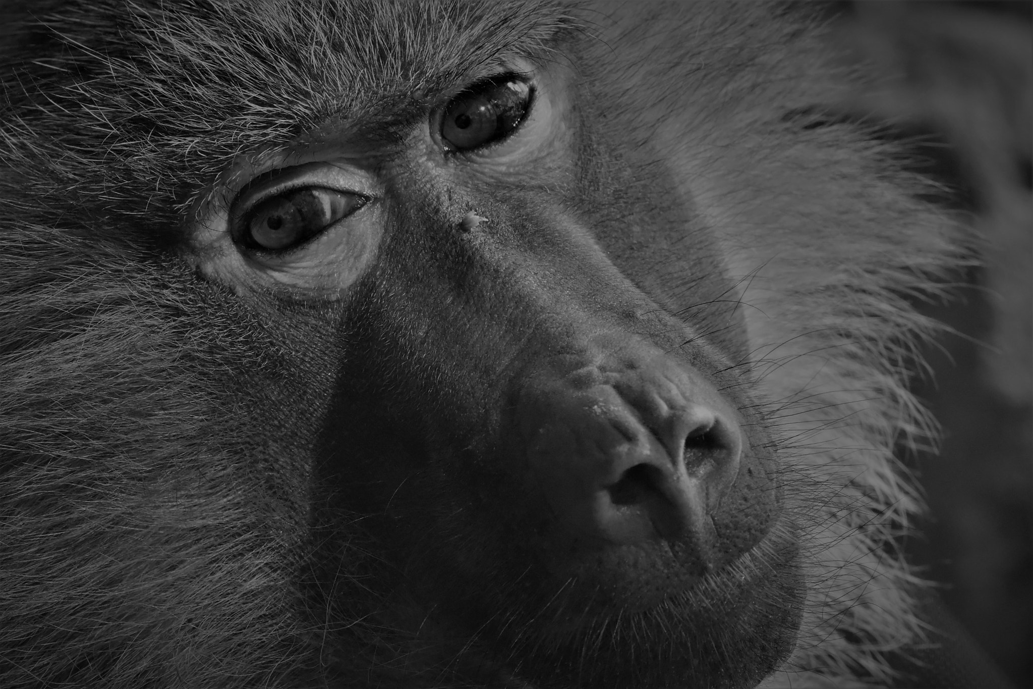 Nikon AF-S Micro-Nikkor 105mm F2.8G IF-ED VR sample photo. Portrait of a baboon photography