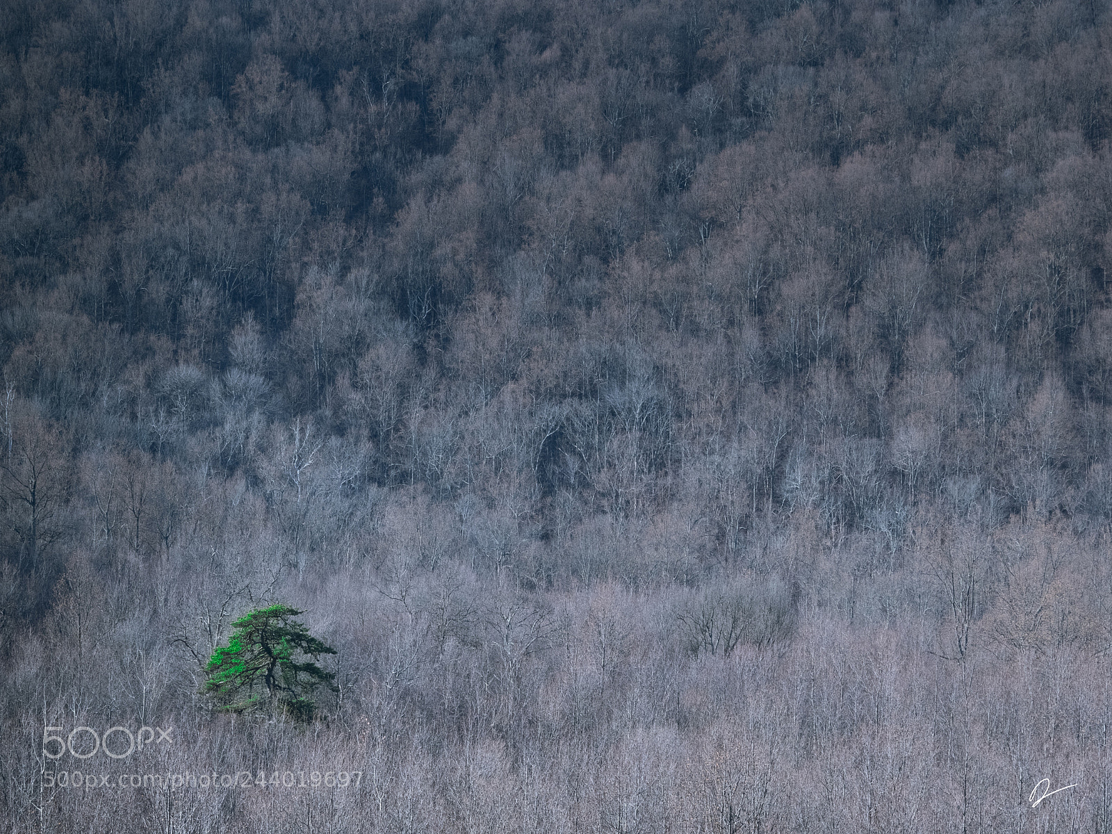 Olympus PEN-F sample photo. One tree photography