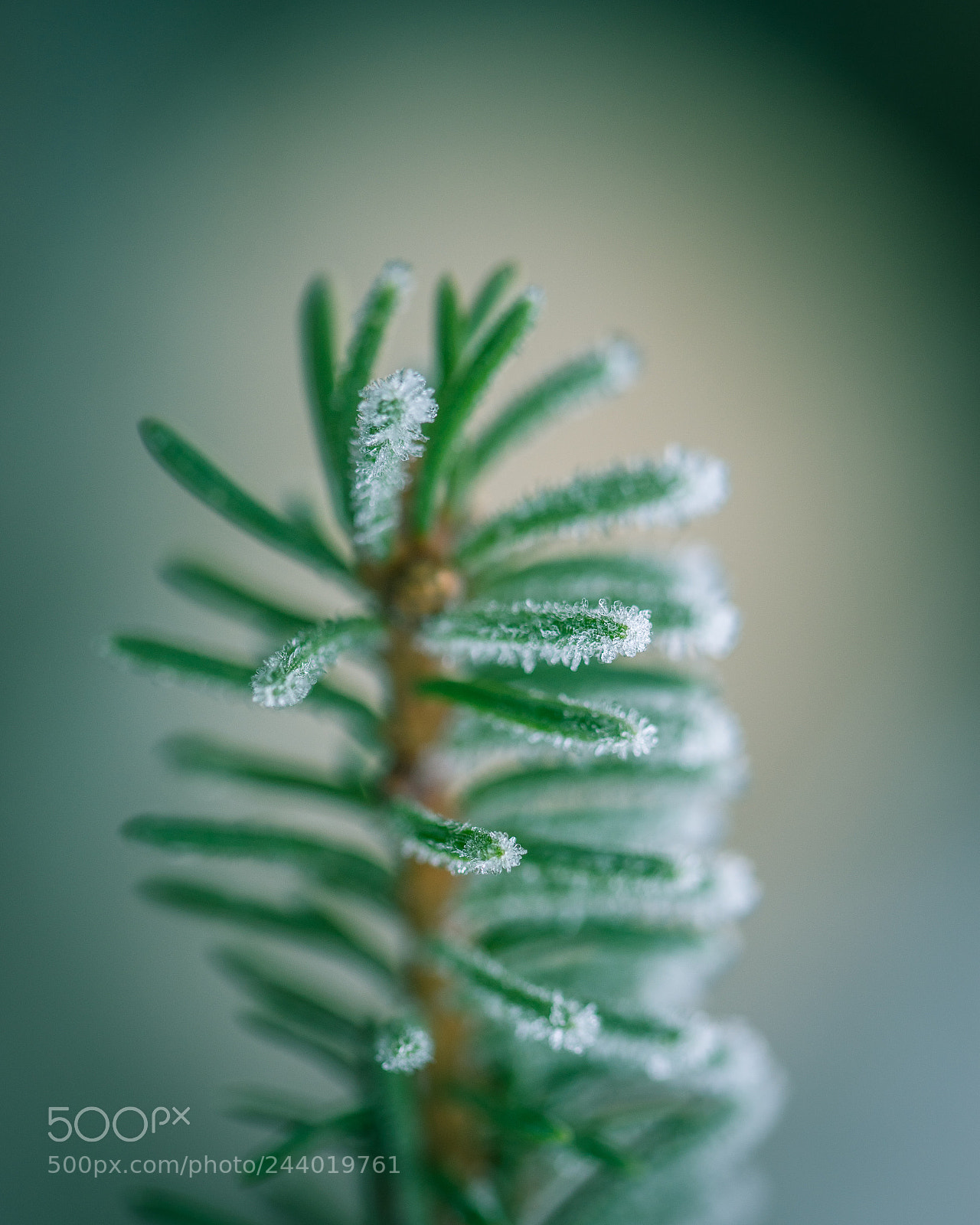 Sony a7 sample photo. Untitled photography