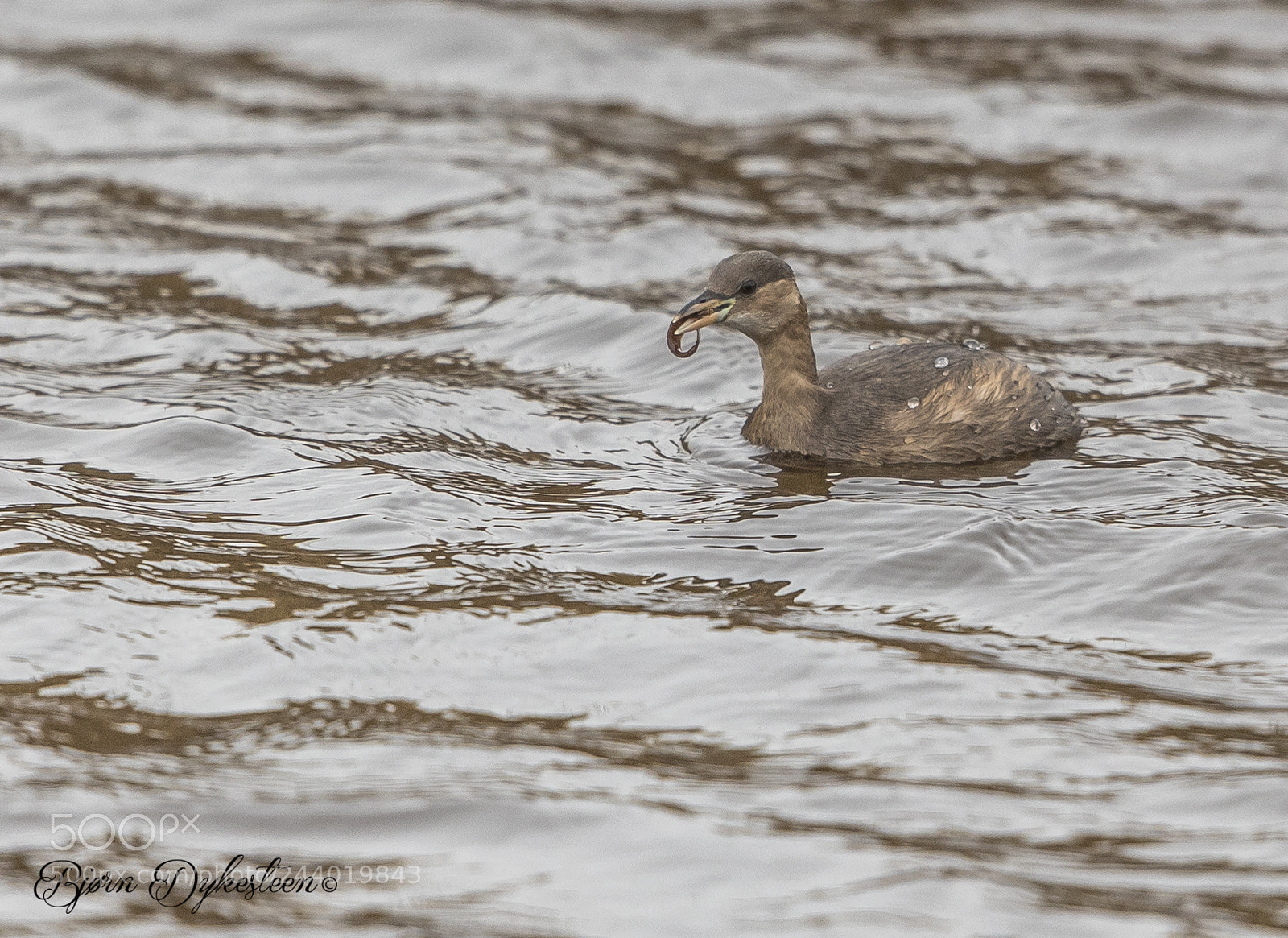 Canon EOS-1D X Mark II sample photo. Little grebe photography