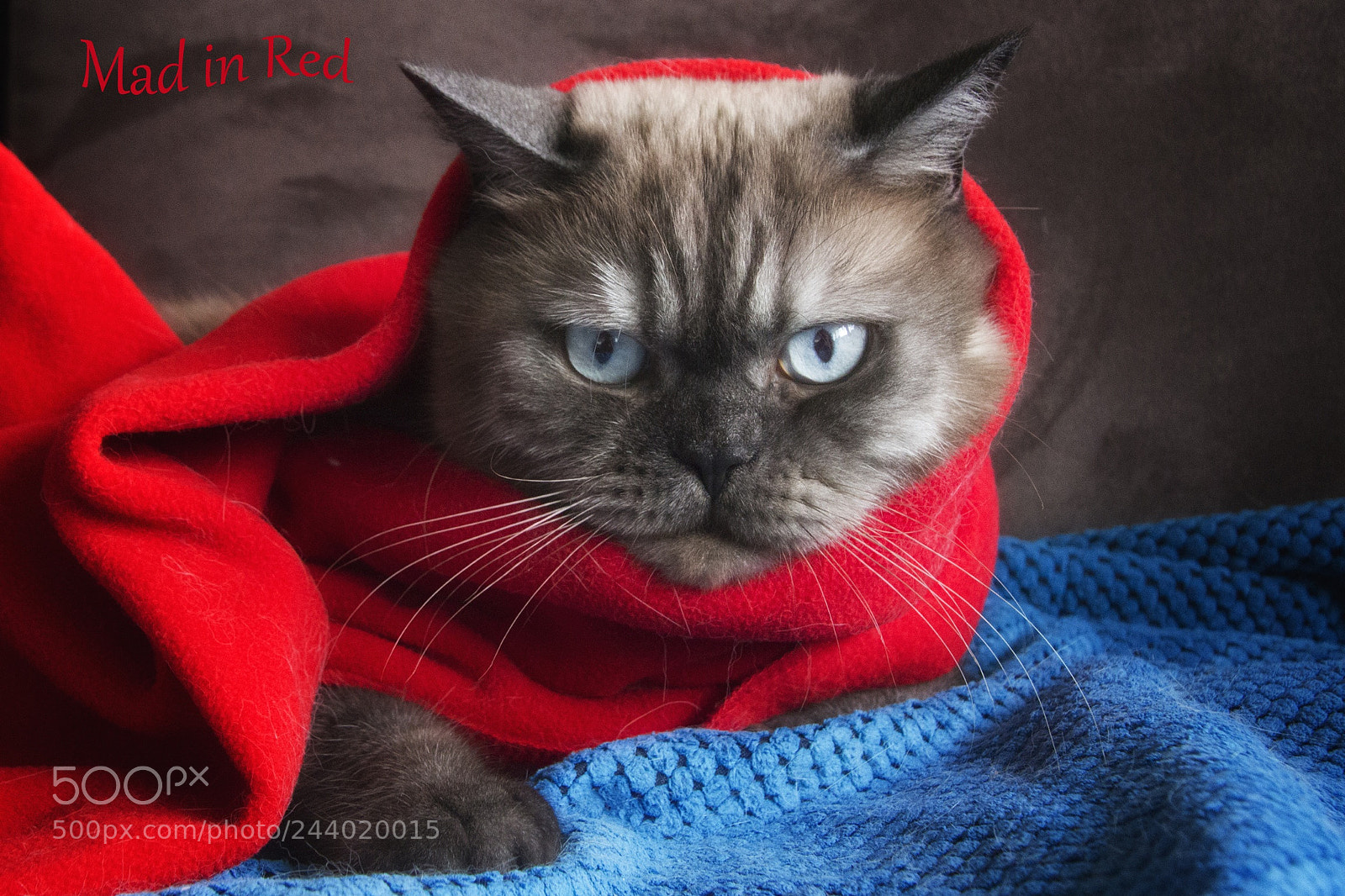 Canon EOS 700D (EOS Rebel T5i / EOS Kiss X7i) sample photo. Mad in red! photography