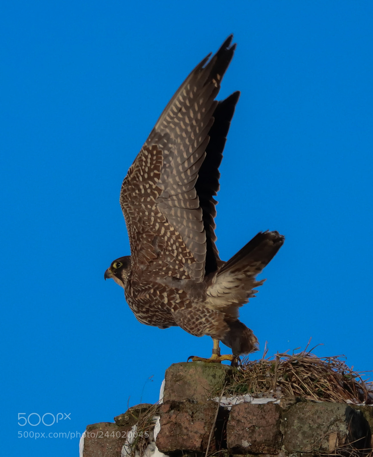 Canon EOS 800D (EOS Rebel T7i / EOS Kiss X9i) sample photo. Peregrine falcon photography