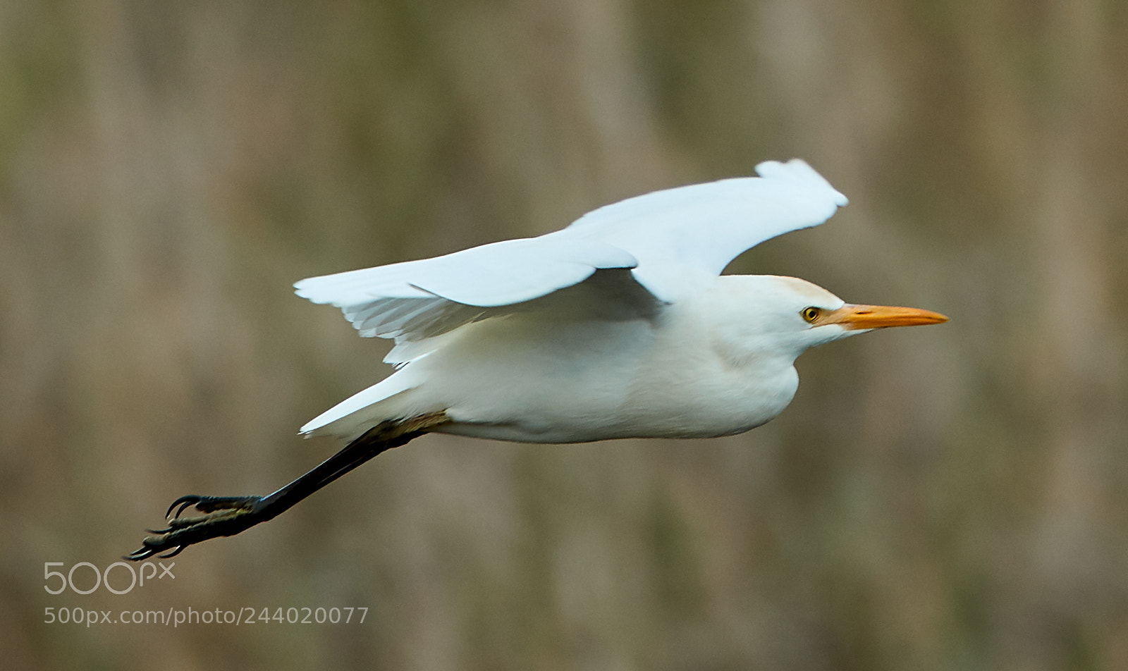 Canon EOS-1D X Mark II sample photo. 01-27-18-0001052.jpg photography