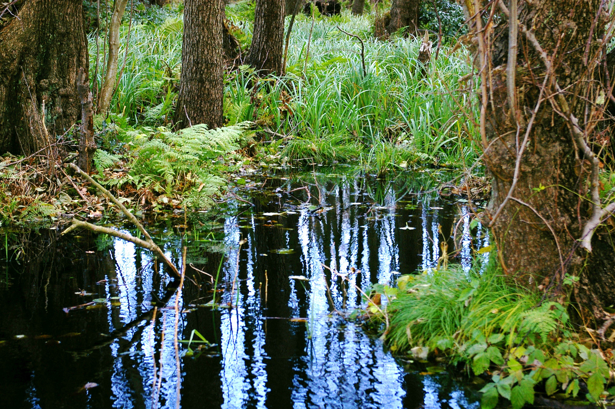 Pentax *ist DL sample photo. Im wald photography