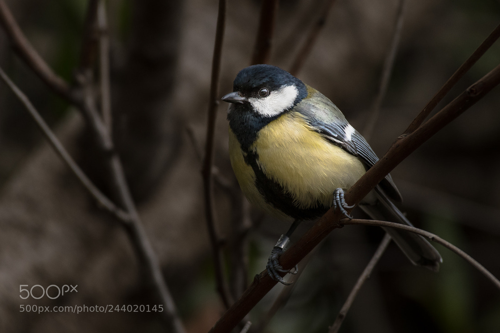 Nikon D500 sample photo. Great tit photography