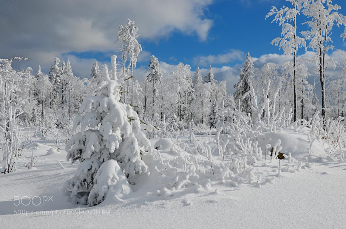 Nikon D5100 sample photo. Winter fairytale photography