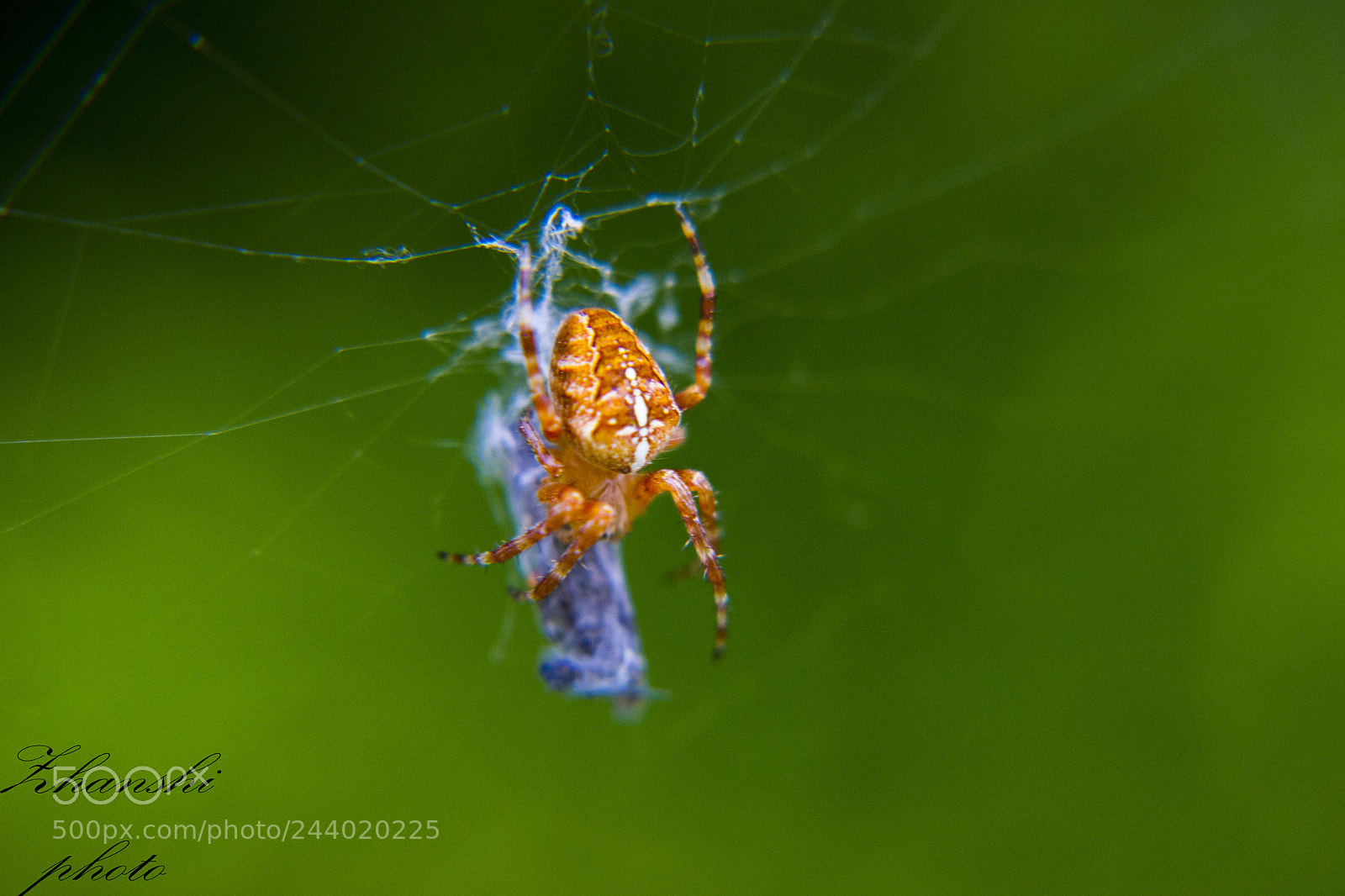 Nikon D3100 sample photo. Spider photography