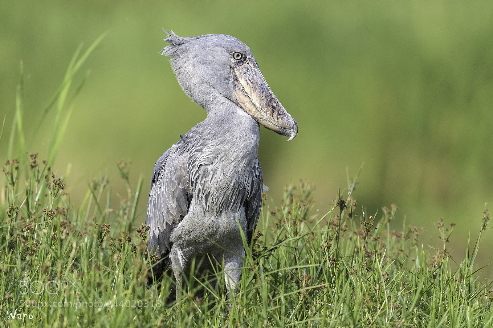 Nikon D500 sample photo. Shoebill4 photography