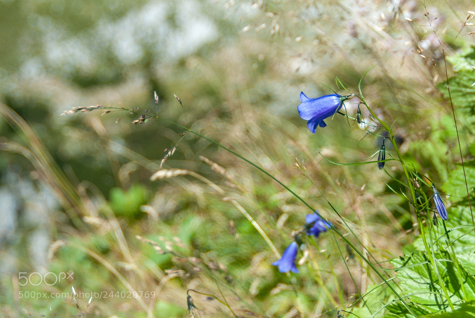 Nikon D200 sample photo. Flower photography