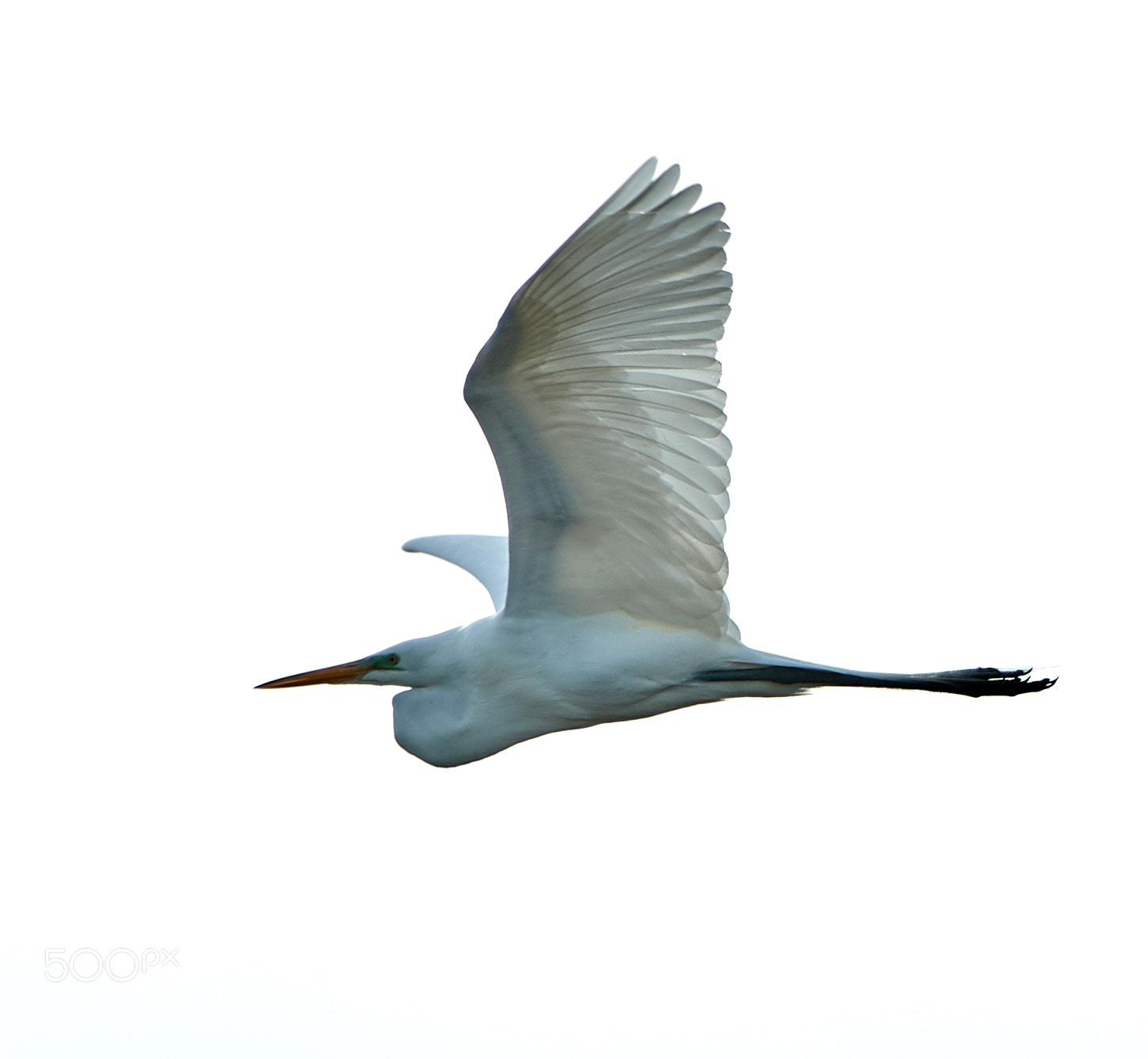Canon EOS-1D X Mark II sample photo. 01-27-18-0000954.jpg photography