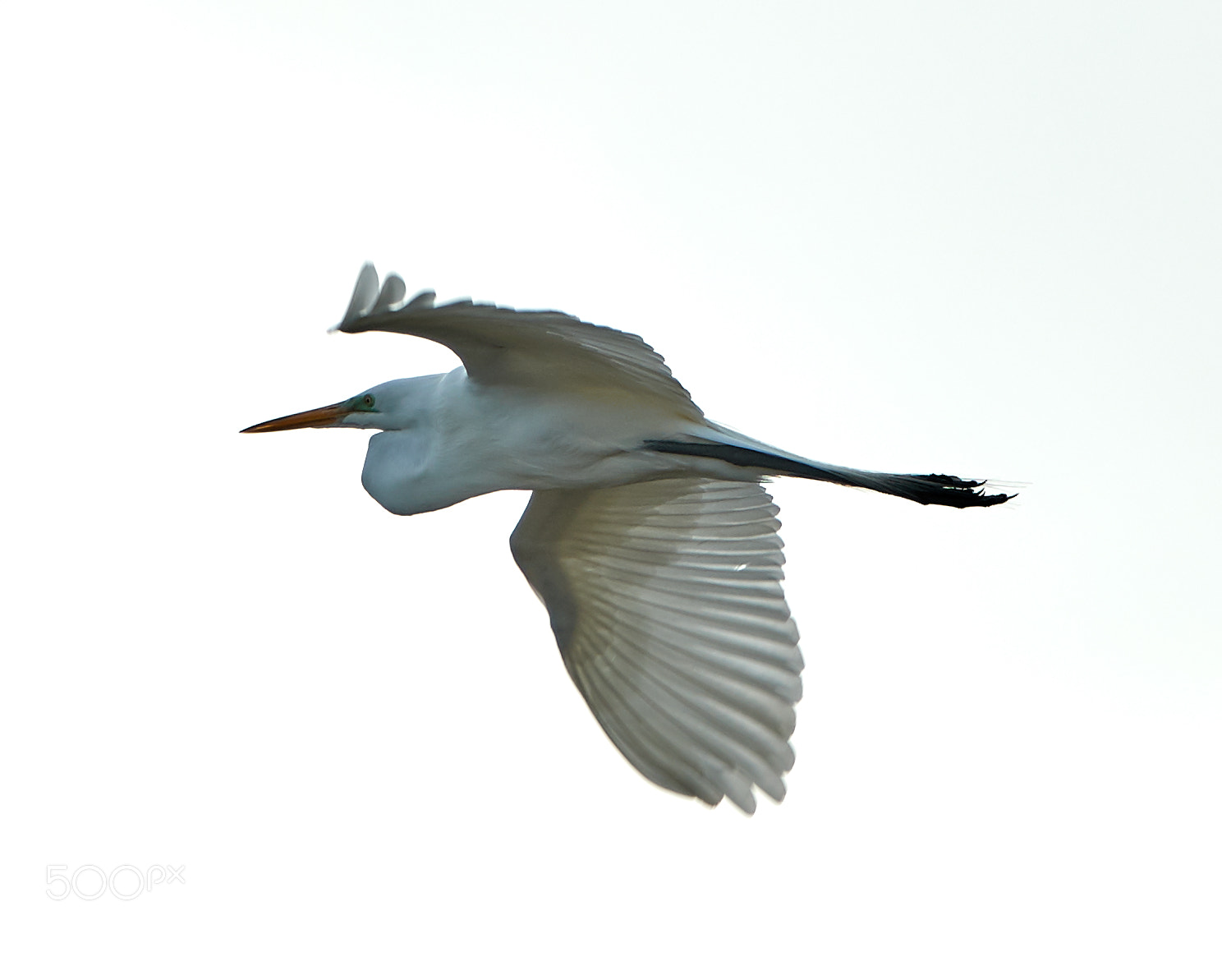 Canon EOS-1D X Mark II sample photo. 01-27-18-0000952.jpg photography