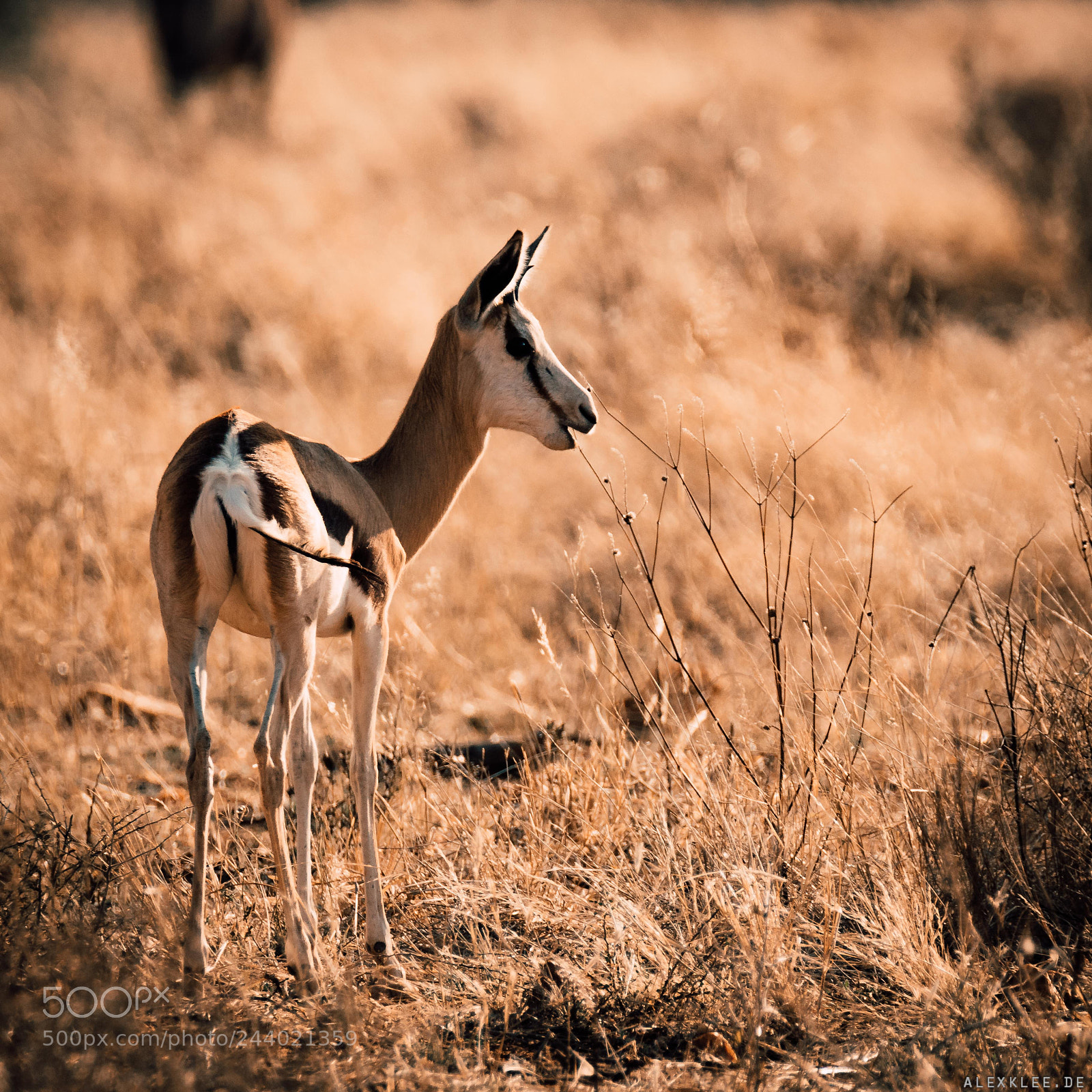 Canon EOS 7D Mark II sample photo. The eating spingbok photography