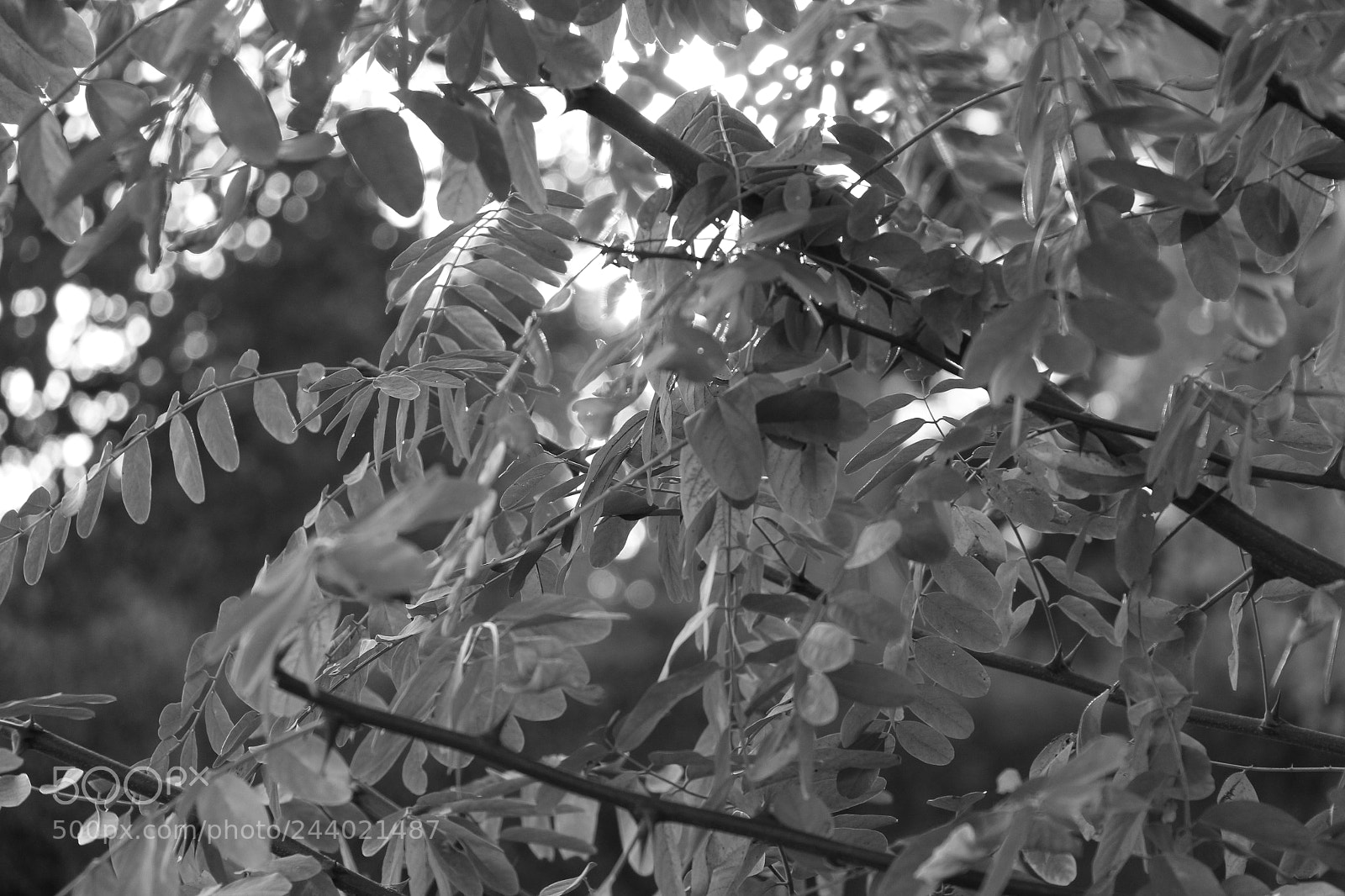 Canon EOS 700D (EOS Rebel T5i / EOS Kiss X7i) sample photo. Black and white tree photography