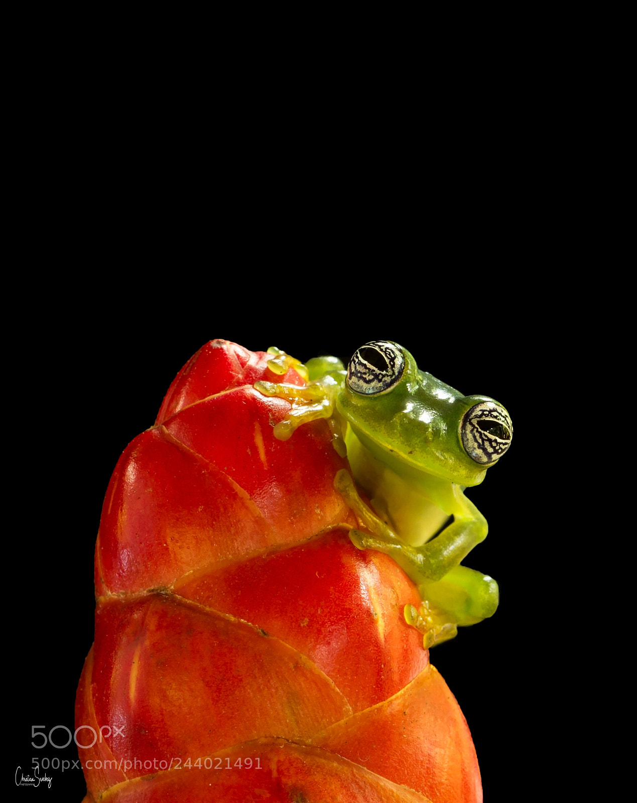 Nikon D4 sample photo. Ghost glass frog photography