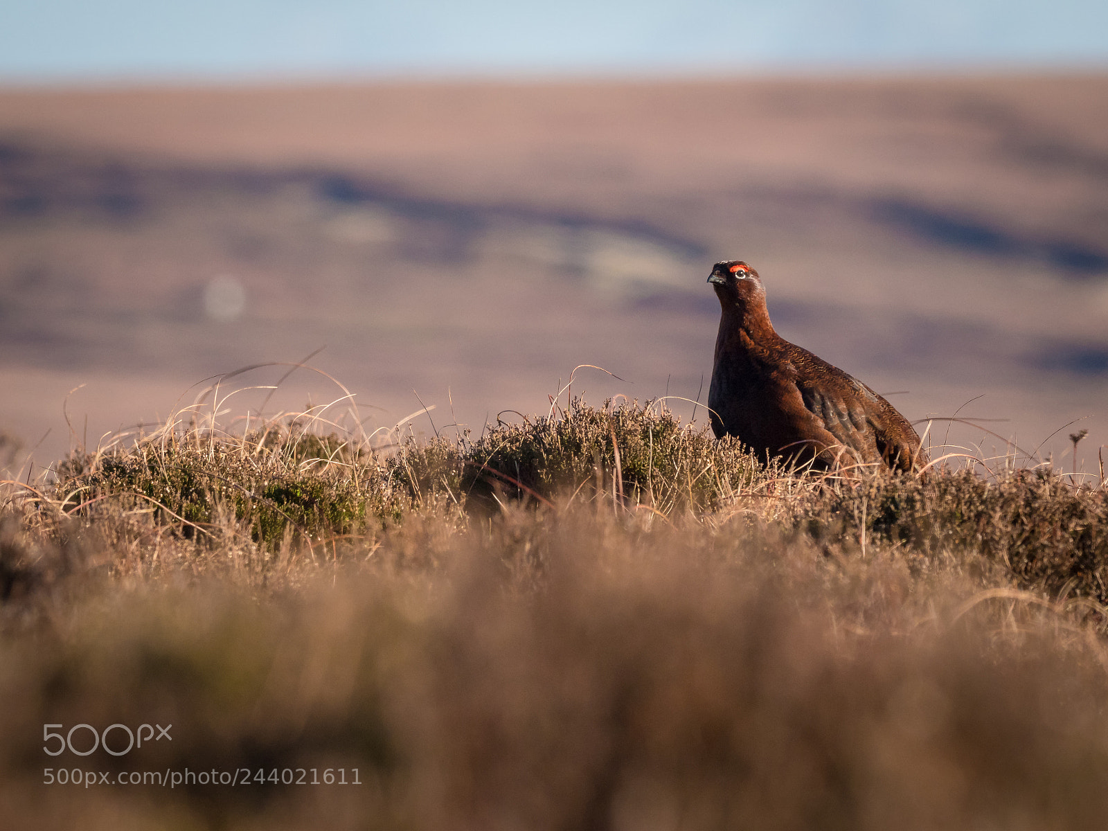 Olympus OM-D E-M1 Mark II sample photo. Grouse in the peak photography