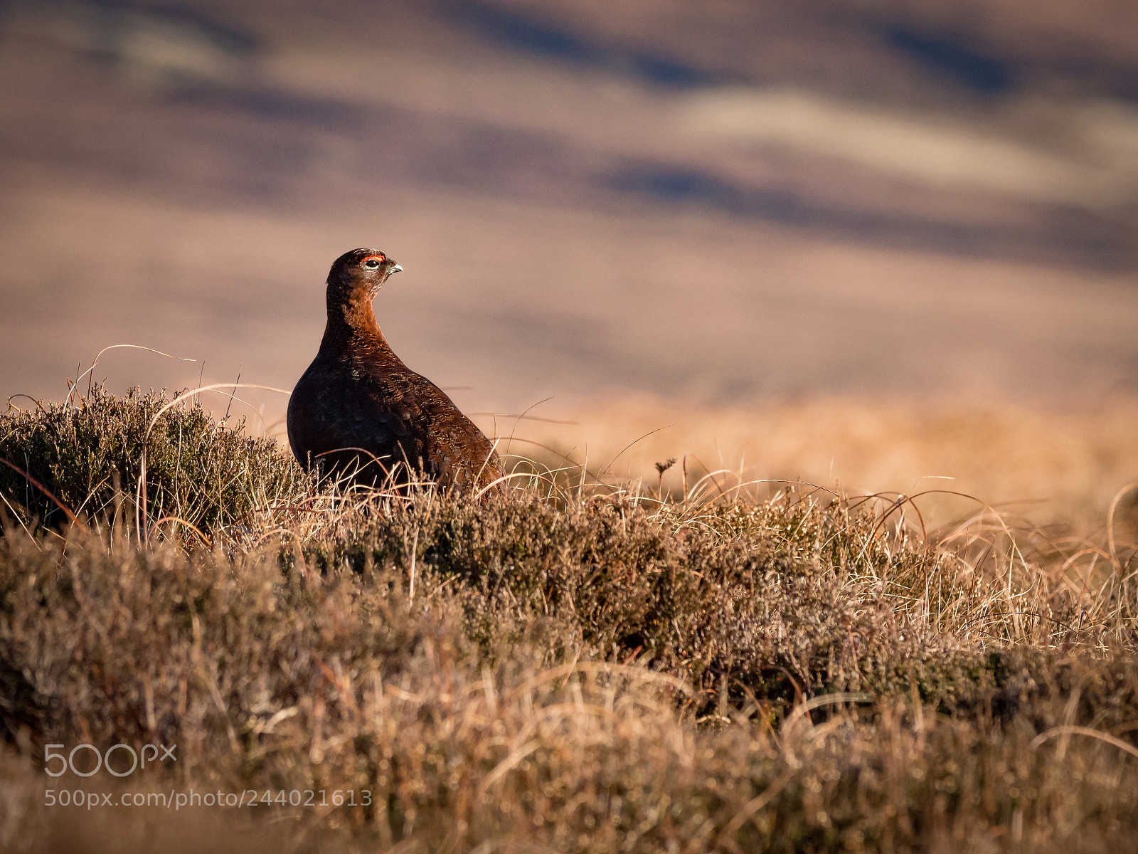 Olympus OM-D E-M1 Mark II sample photo. Grouse in the peak photography