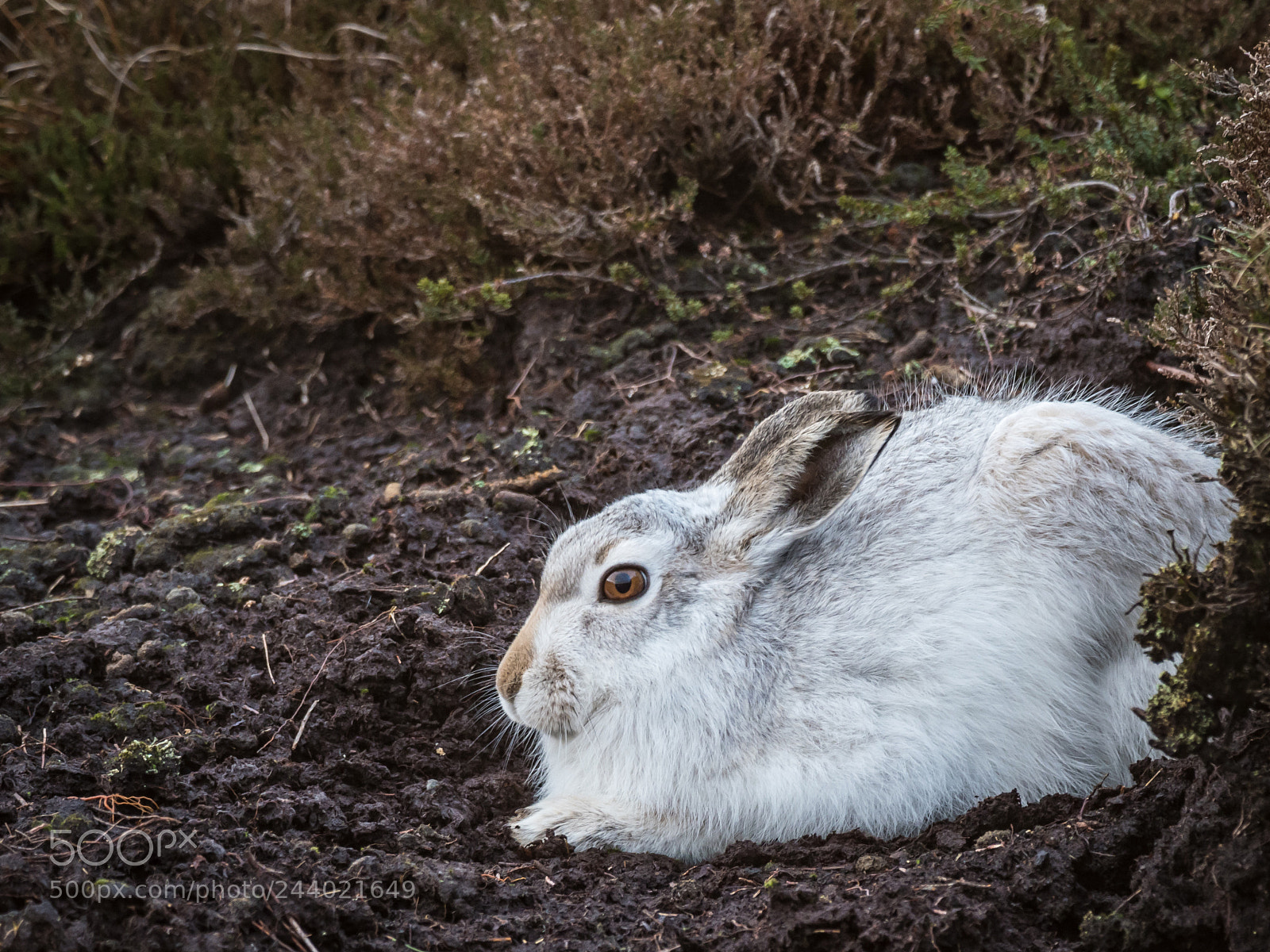 Olympus OM-D E-M1 Mark II sample photo. Mountain hares uk photography